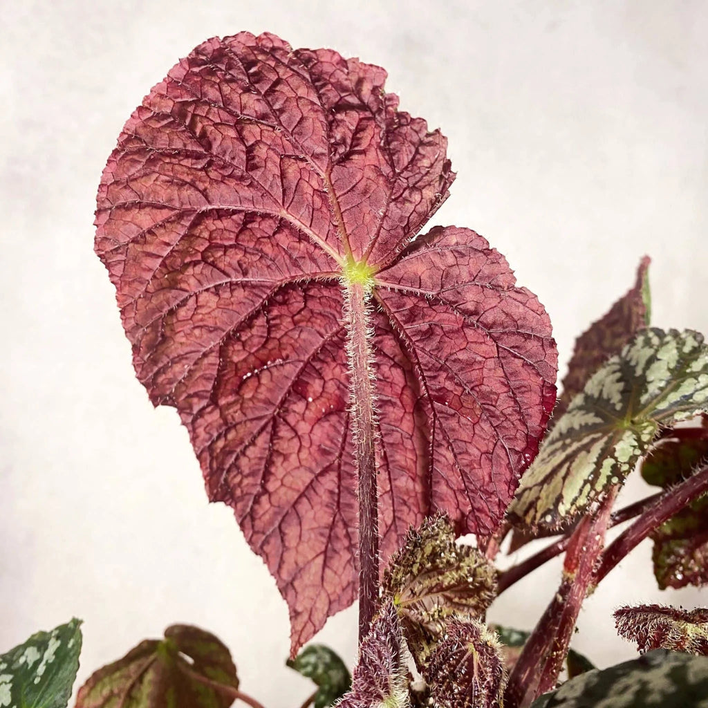 Begonia aff. aiensis 大森食虫植物農園