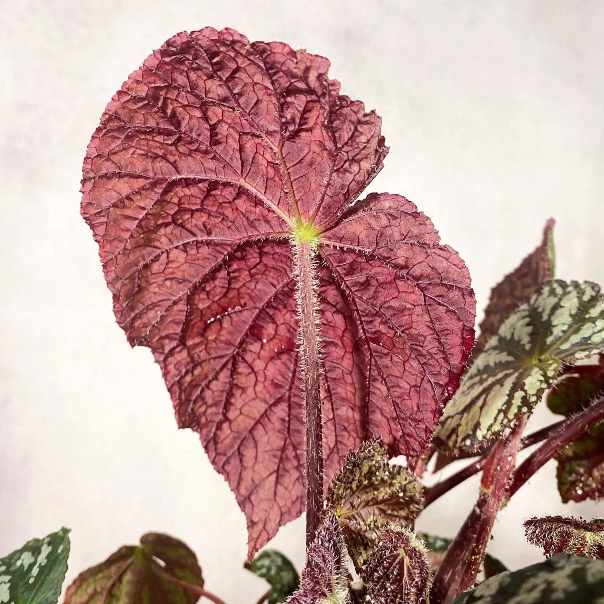Begonia aff. aiensis 大森食虫植物農園