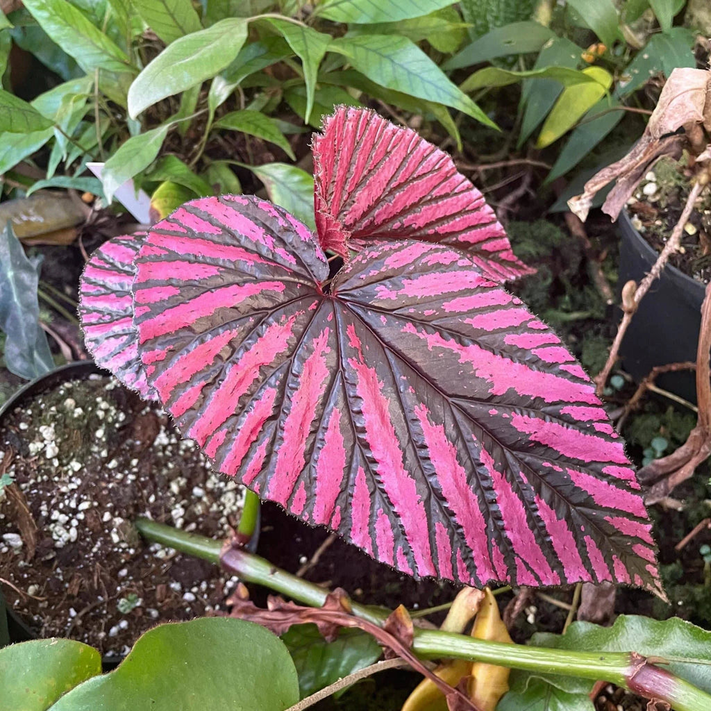 Begonia brevirimosa 大森食虫植物農園