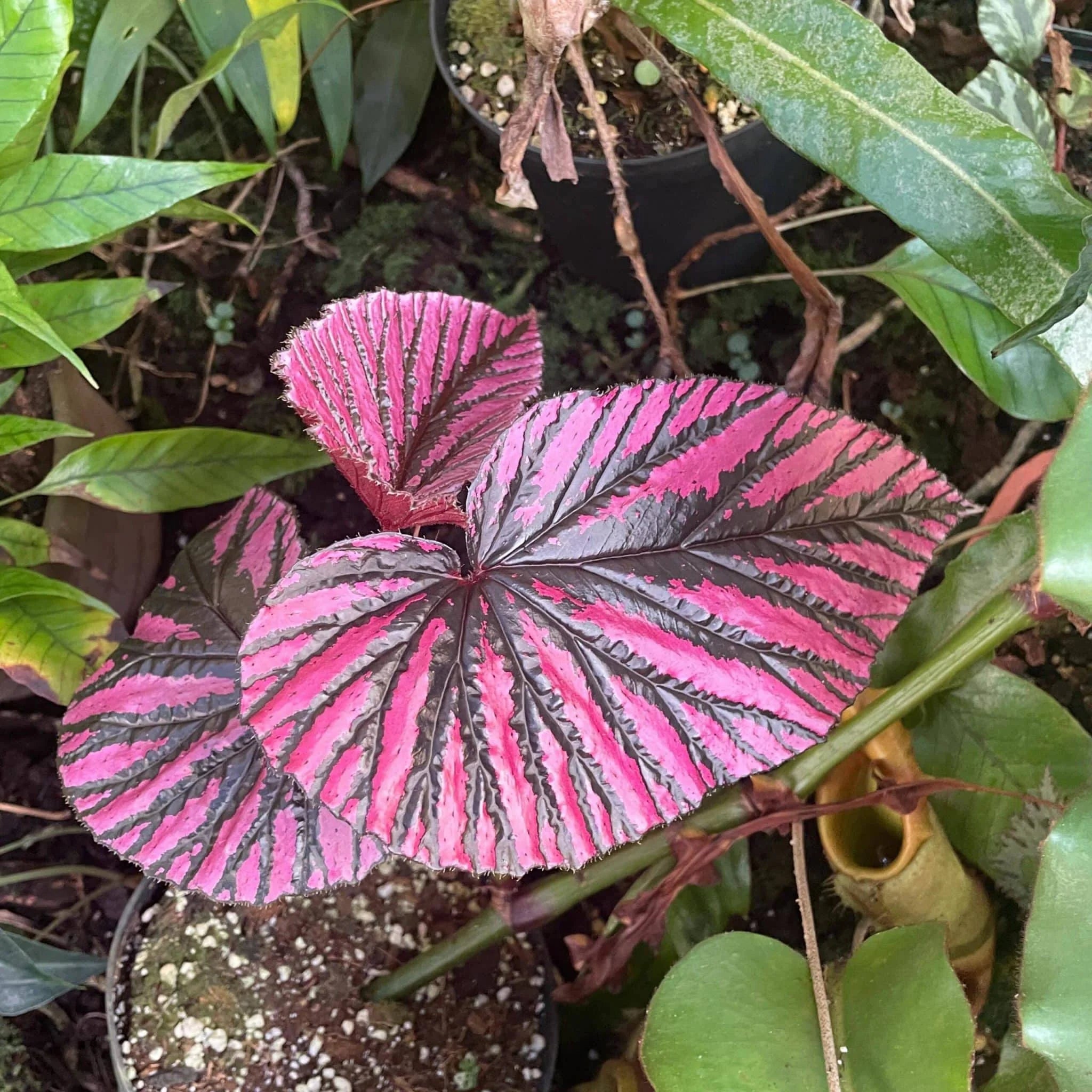 Begonia brevirimosa 大森食虫植物農園