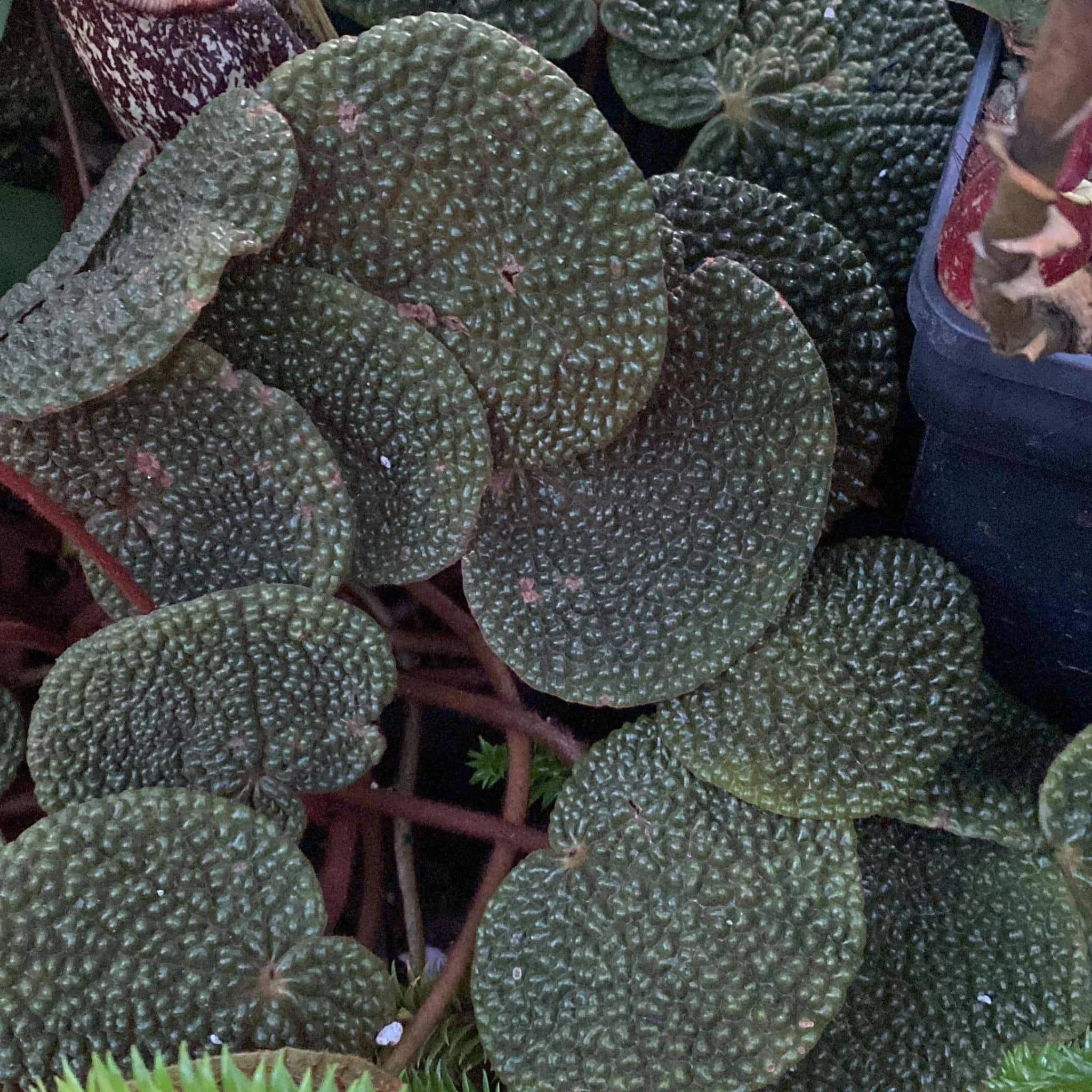 Begonia bullatifolia 大森食虫植物農園