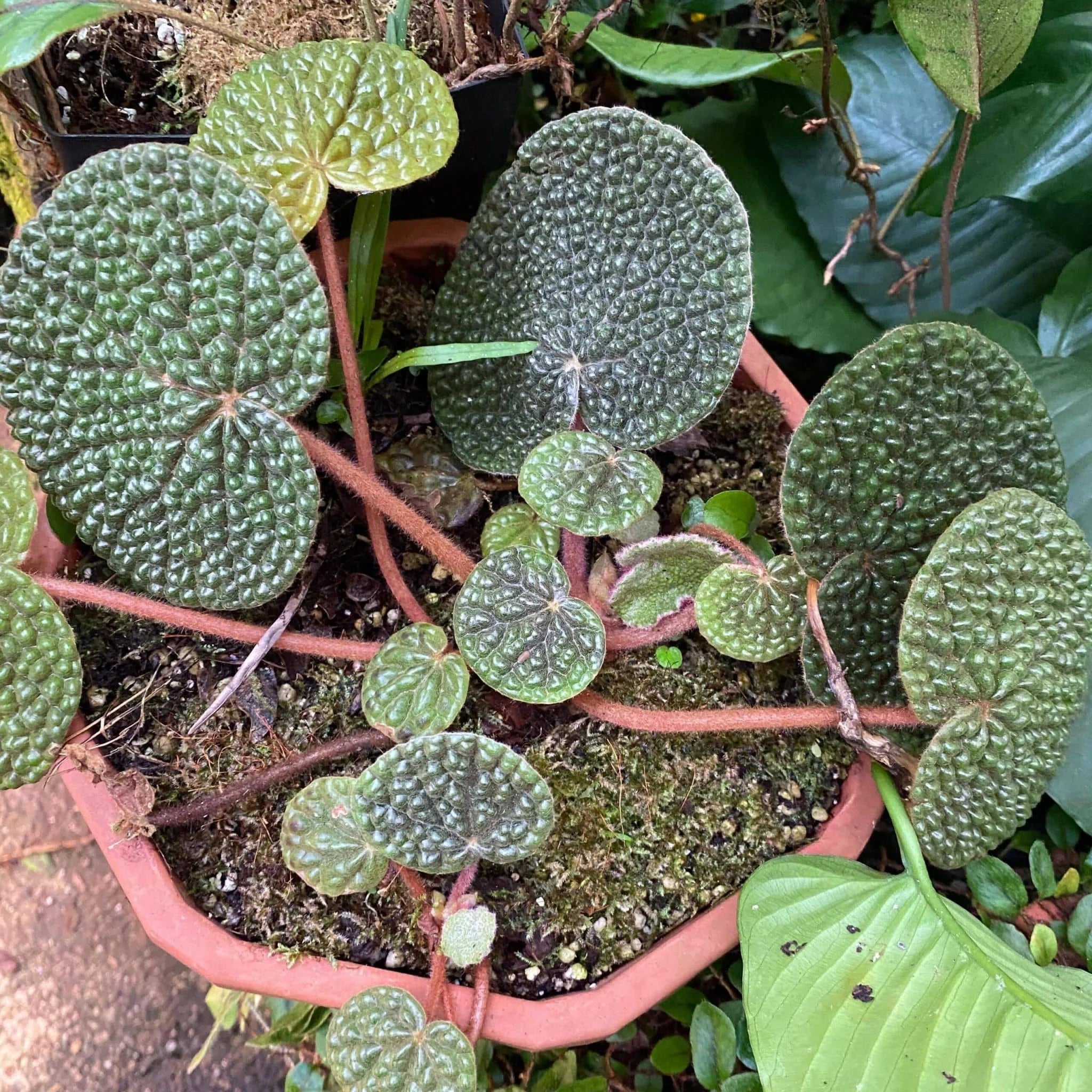 Begonia bullatifolia 大森食虫植物農園