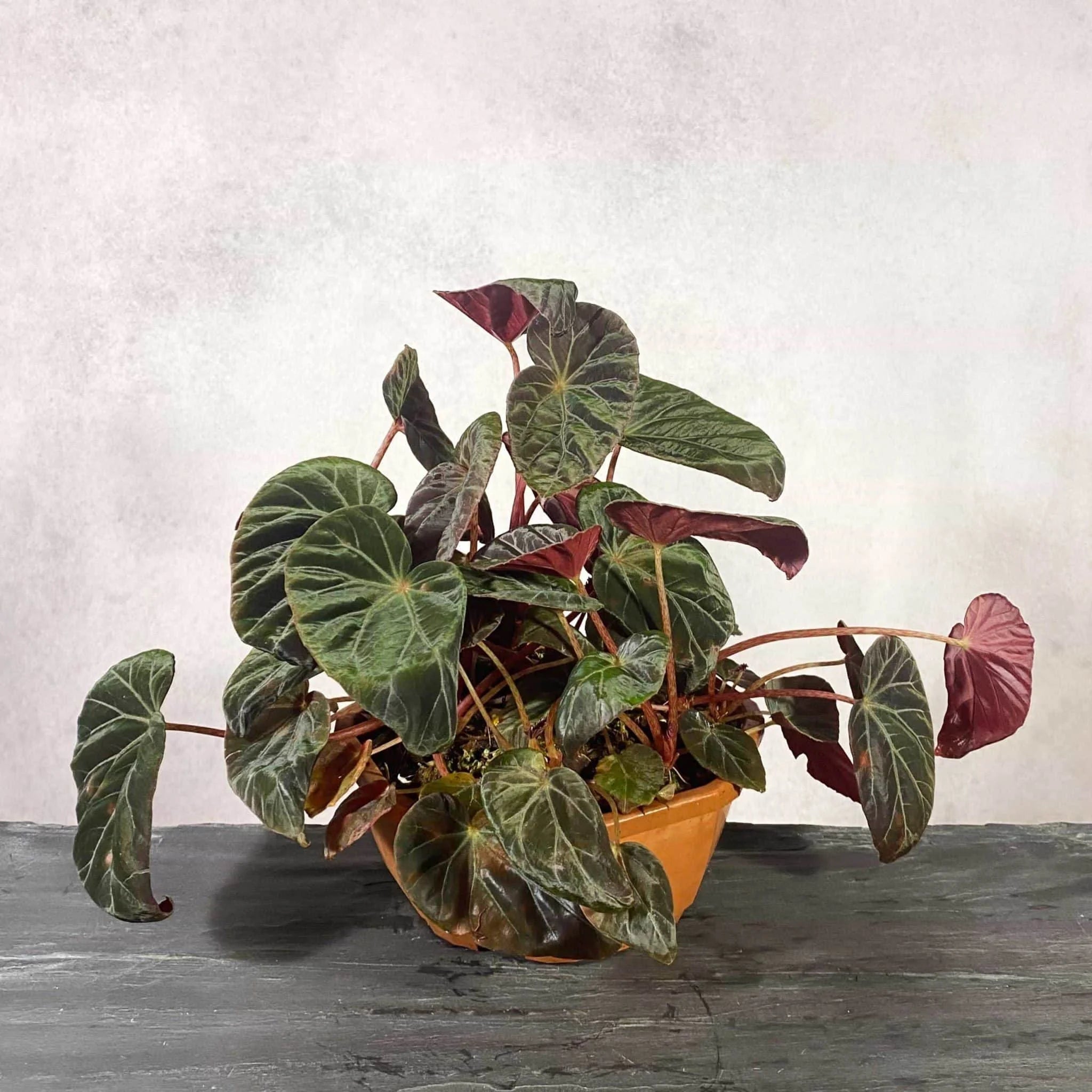 Begonia burkillii, „Dark Form“ 大森食虫植物農園