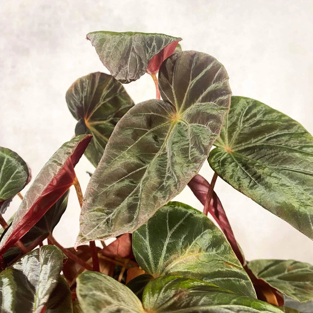 Begonia burkillii, „Dark Form“ 大森食虫植物農園