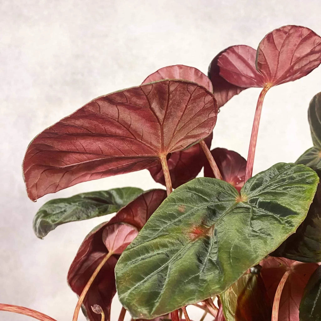 Begonia burkillii, „Dark Form“ 大森食虫植物農園