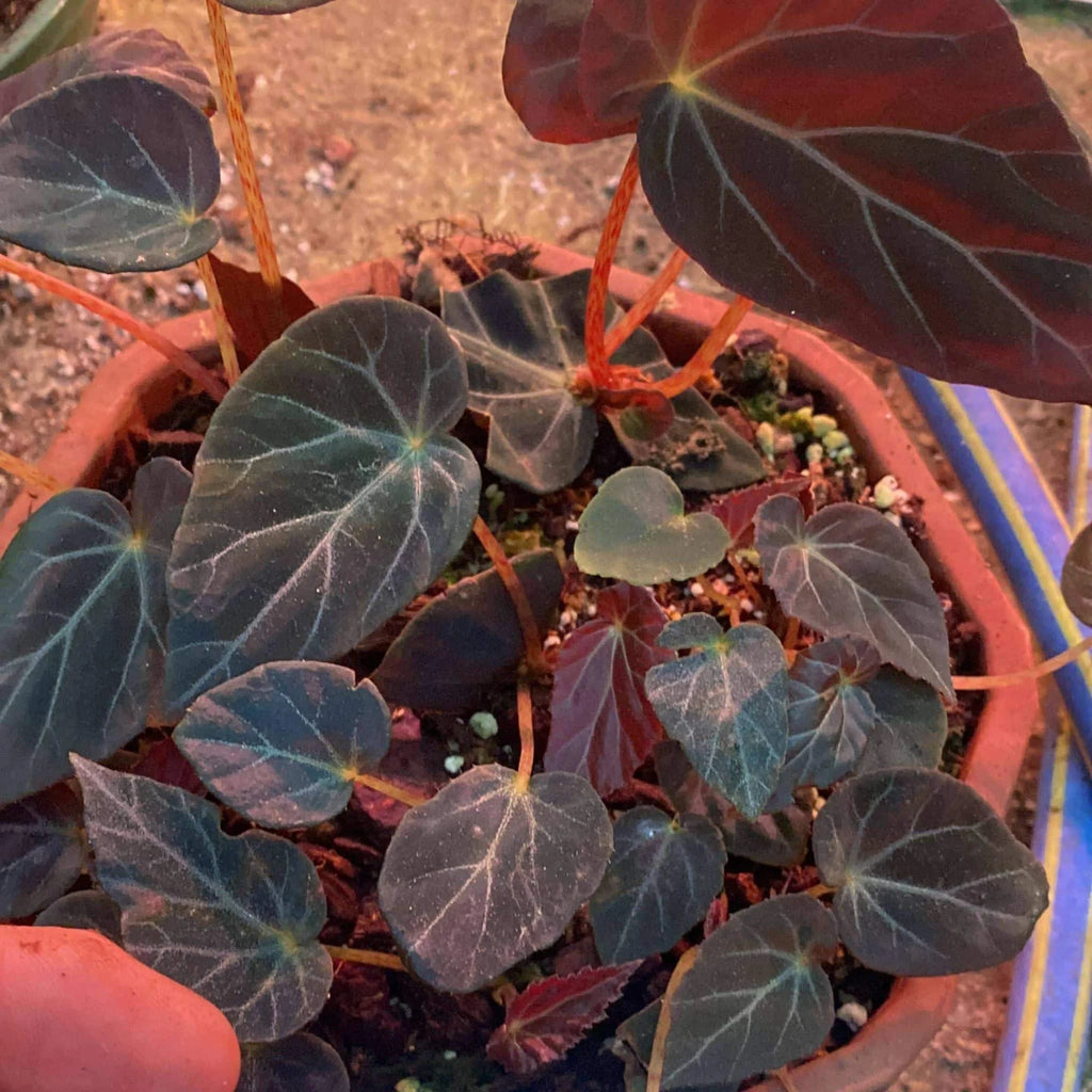Begonia burkillii, „Dark Form“ 大森食虫植物農園