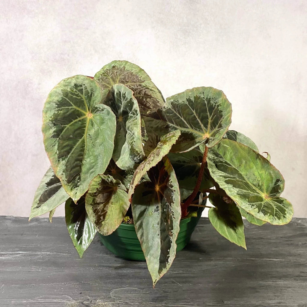Begonia burkillii, „Silver Edge“ 大森食虫植物農園