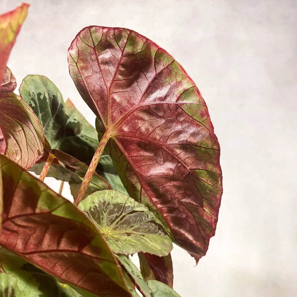 Begonia burkillii, „Silver Edge“ 大森食虫植物農園