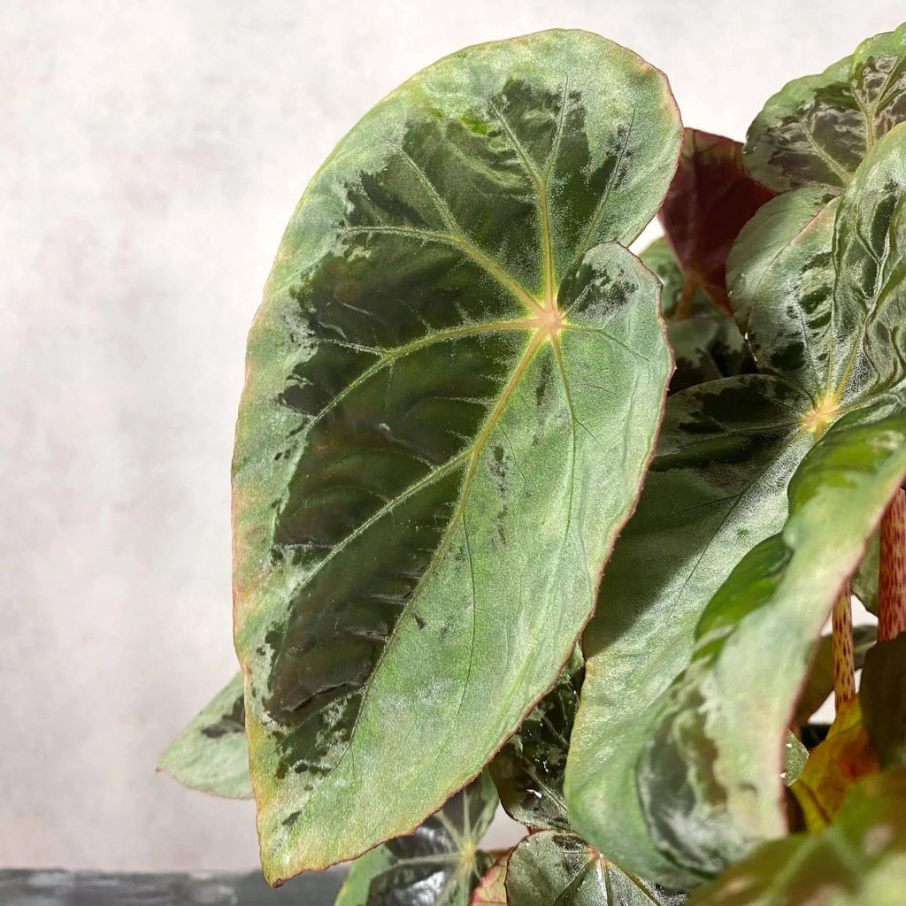 Begonia burkillii, „Silver Edge“ 大森食虫植物農園