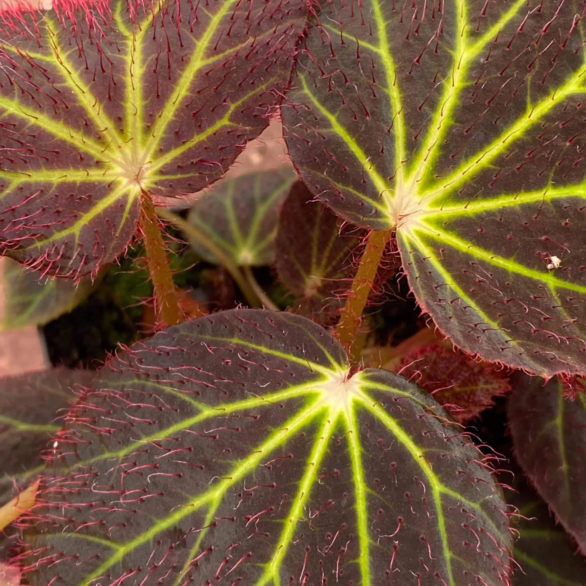 Begonia chloroneura 大森食虫植物農園