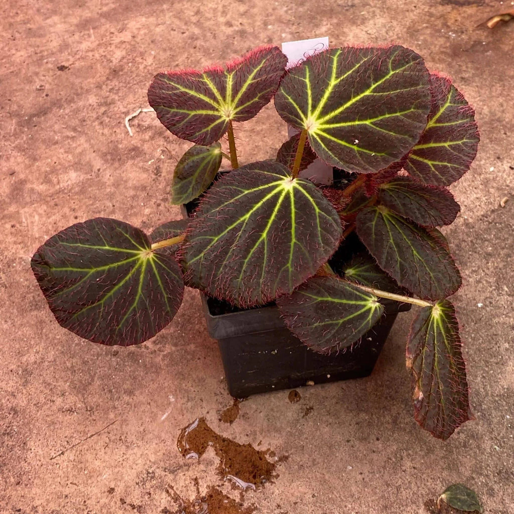 Begonia chloroneura 大森食虫植物農園