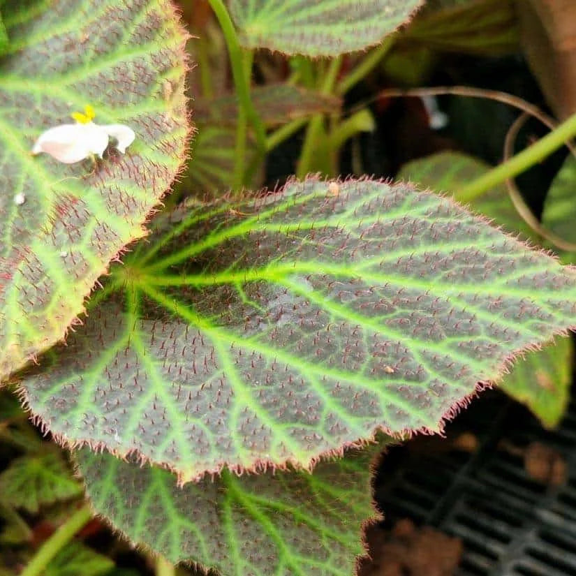 Begonia chloroneura 大森食虫植物農園