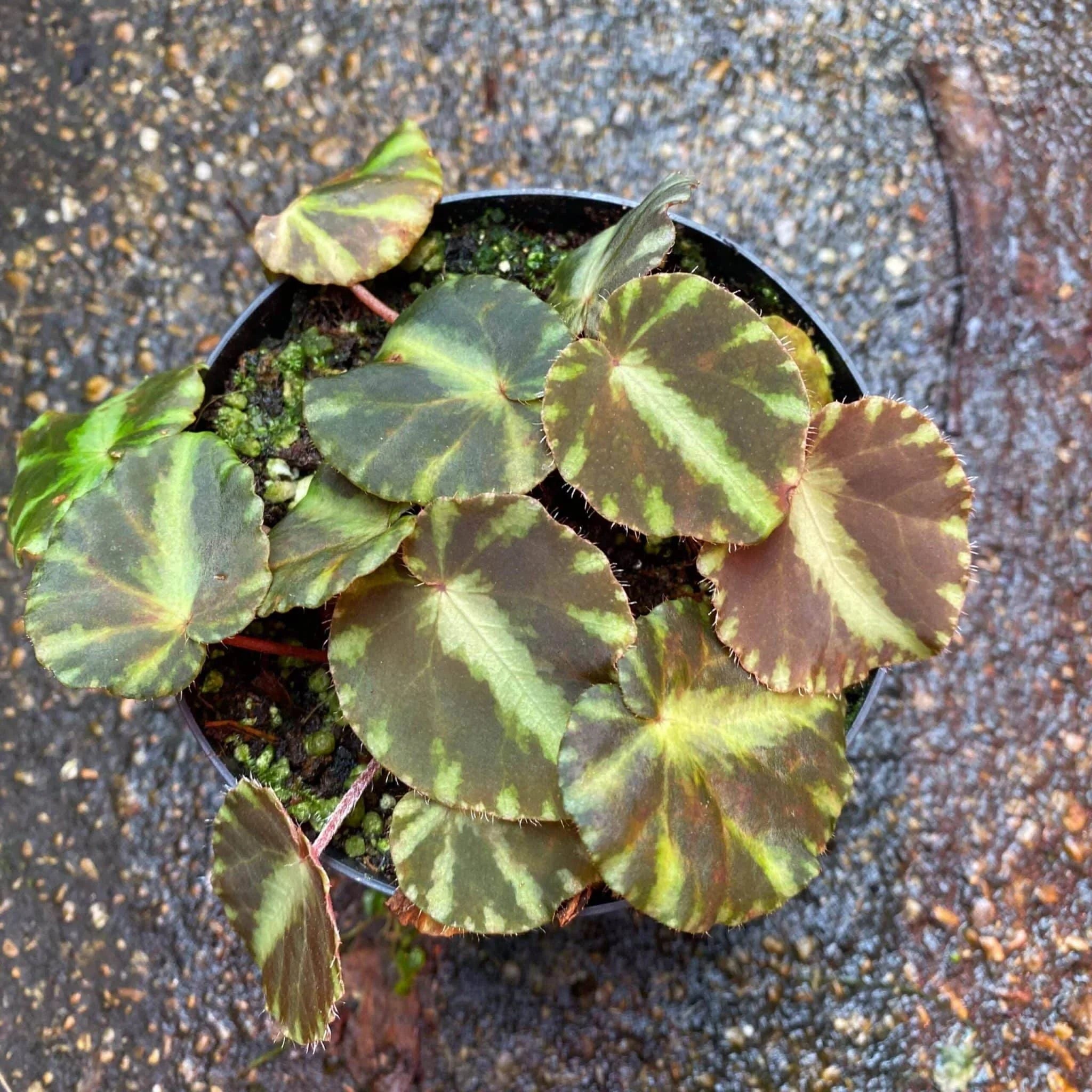 Begonia cleopatrae 大森食虫植物農園