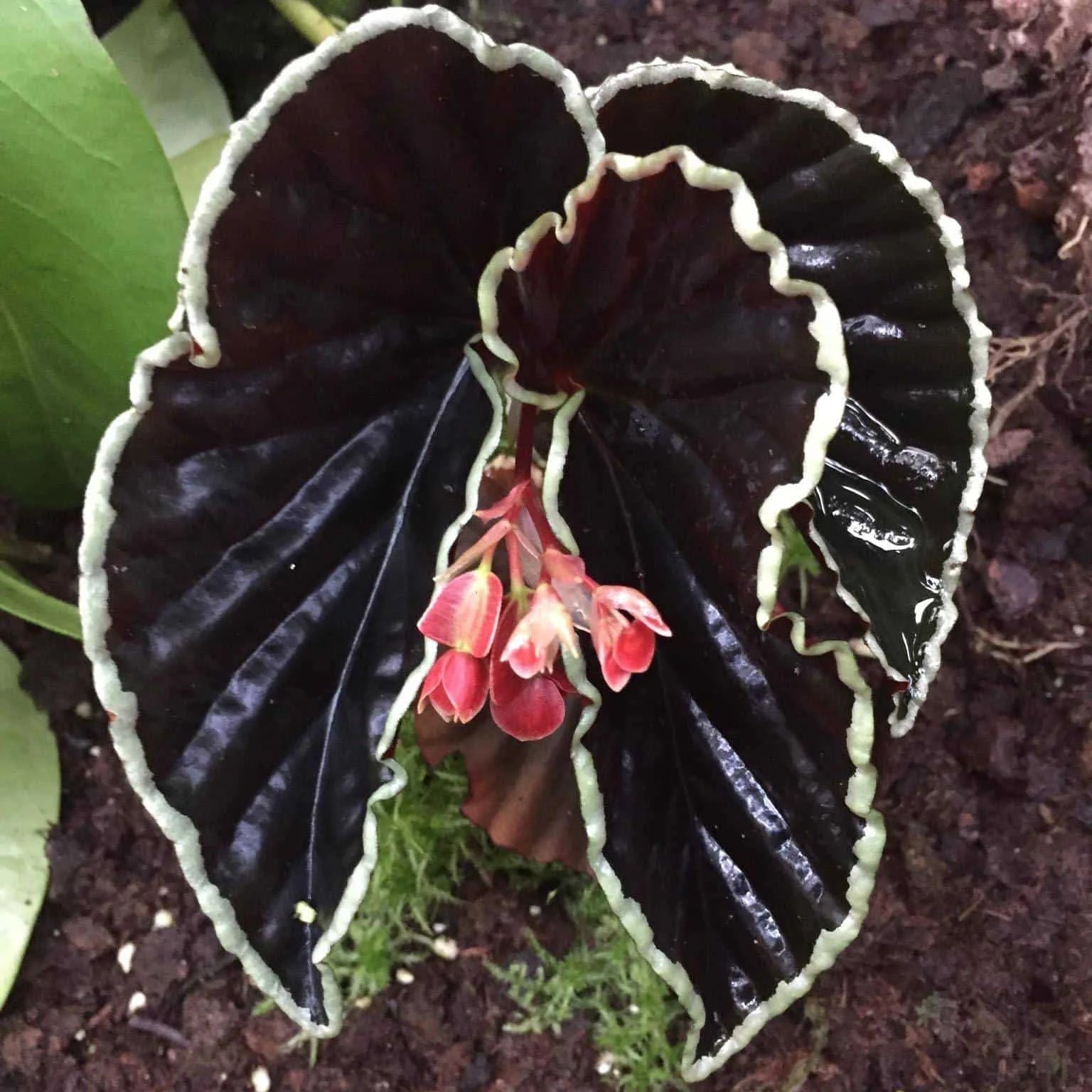 Begonia darthvaderiana 大森食虫植物農園