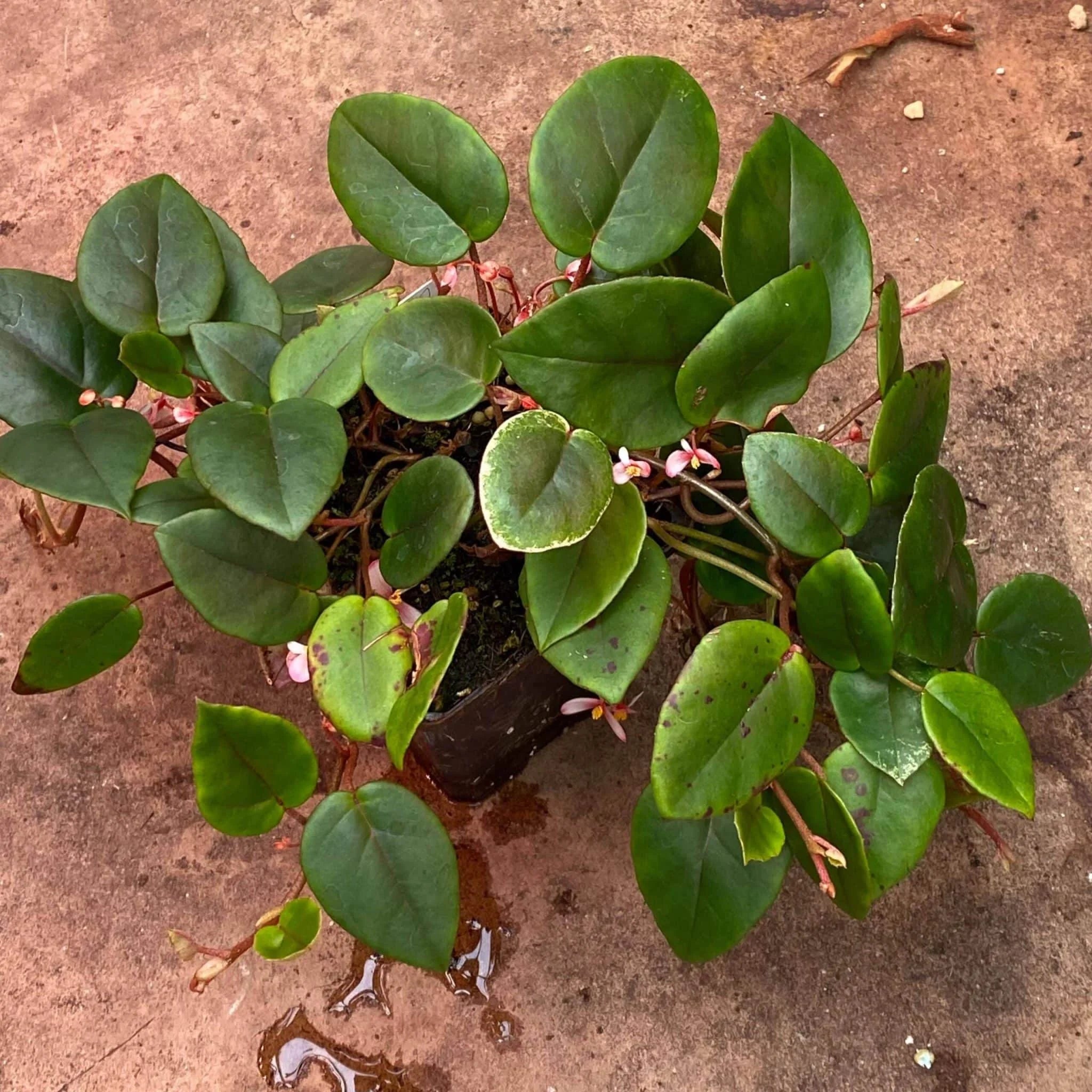 Begonia eleagnifolia var. schulzei 大森食虫植物農園