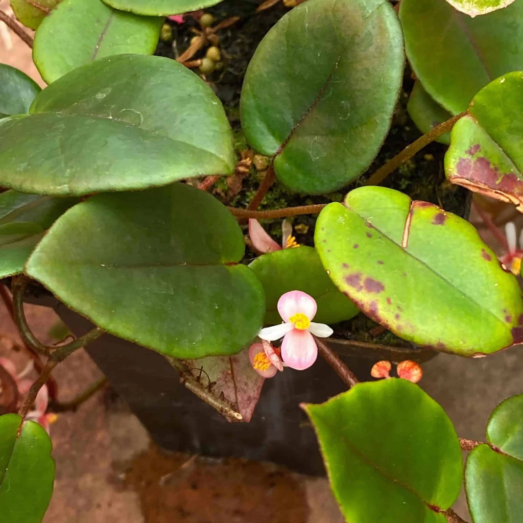 Begonia eleagnifolia var. schulzei 大森食虫植物農園