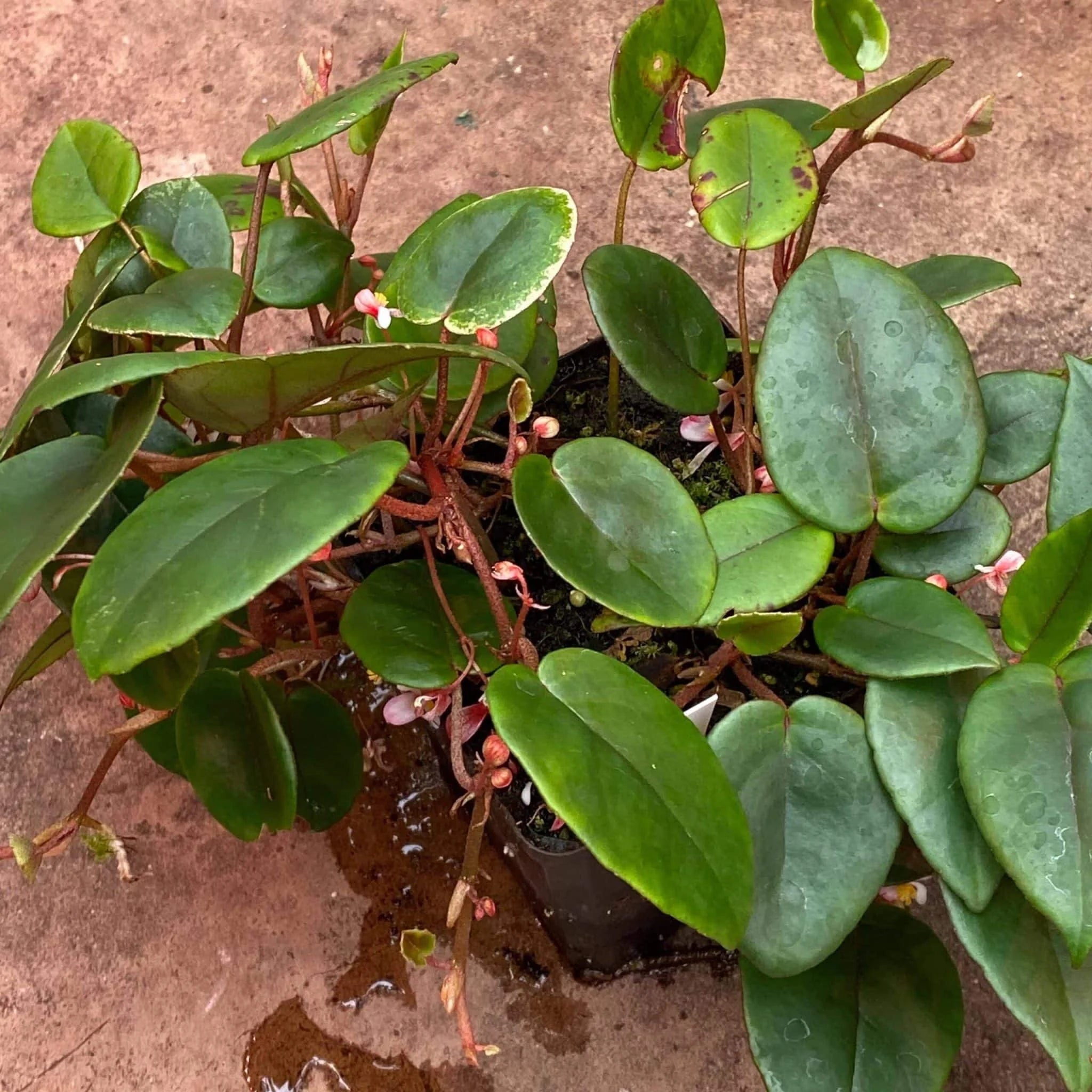 Begonia eleagnifolia var. schulzei 大森食虫植物農園