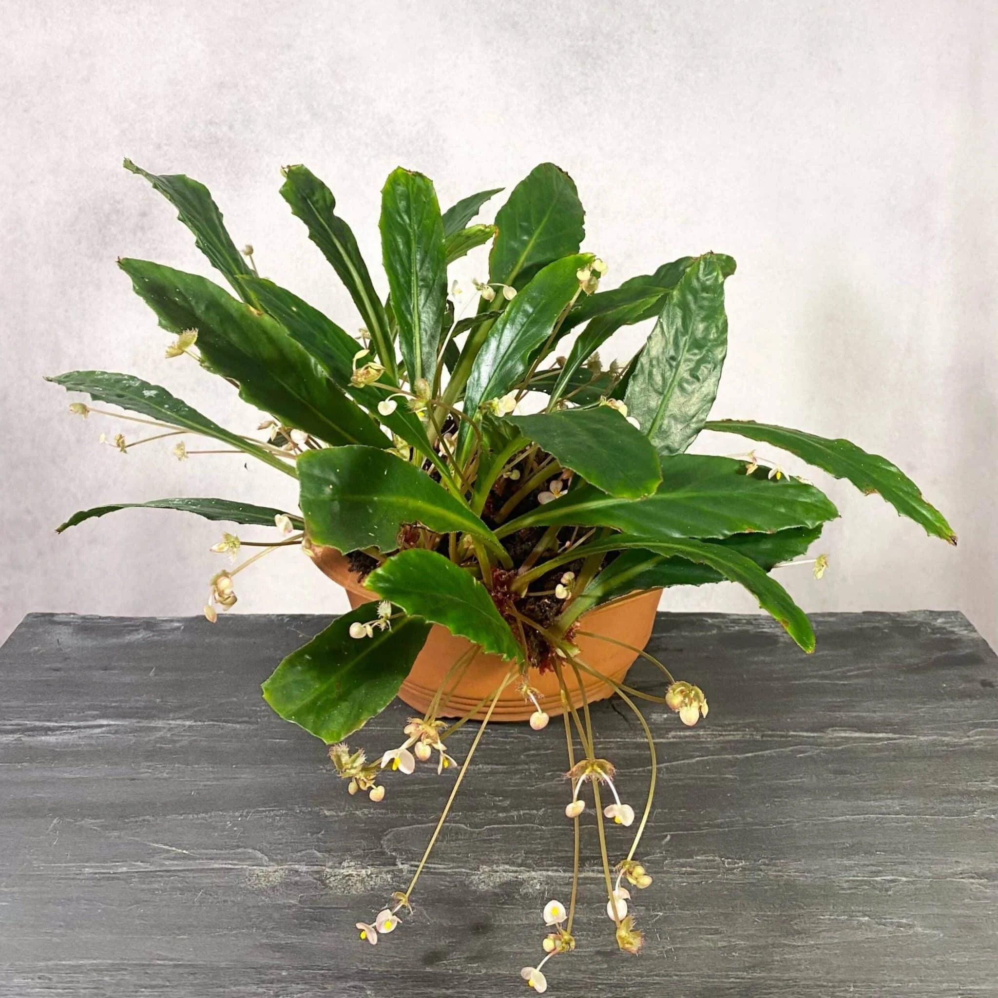 Begonia lanceolata 大森食虫植物農園