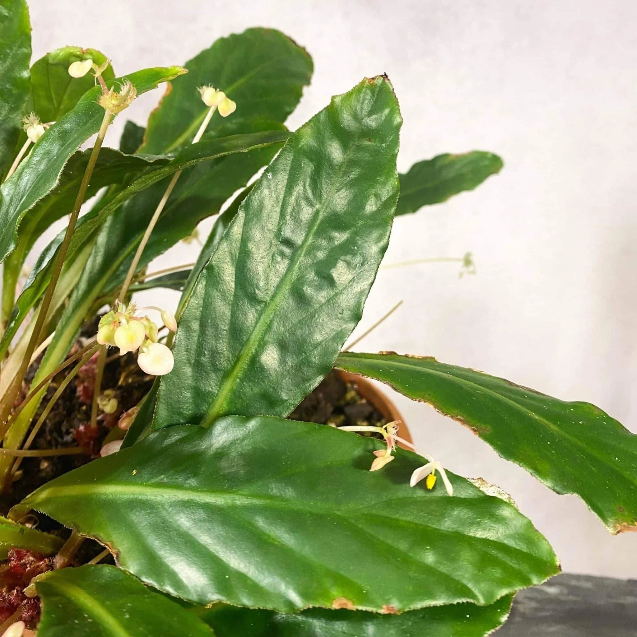 Begonia lanceolata 大森食虫植物農園