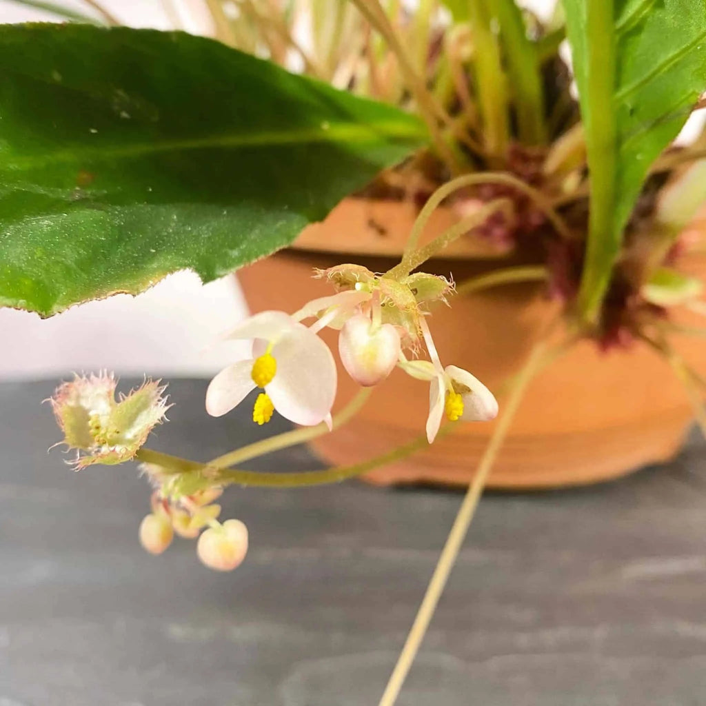 Begonia lanceolata 大森食虫植物農園