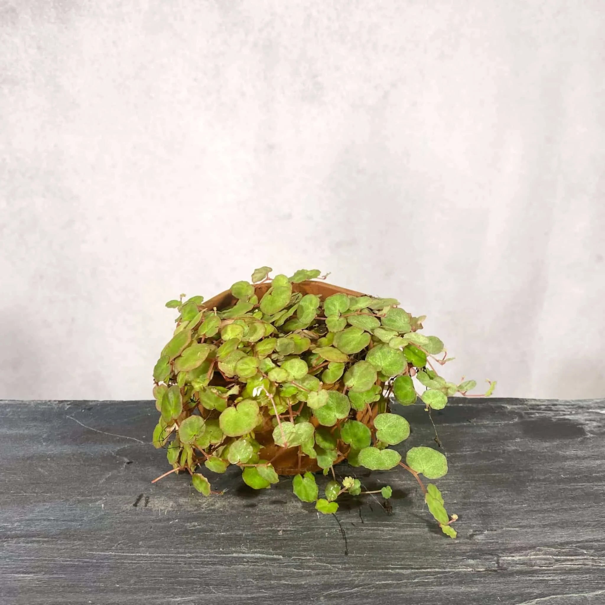 Begonia lichenora 大森食虫植物農園