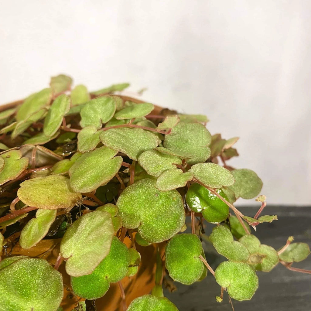Begonia lichenora 大森食虫植物農園