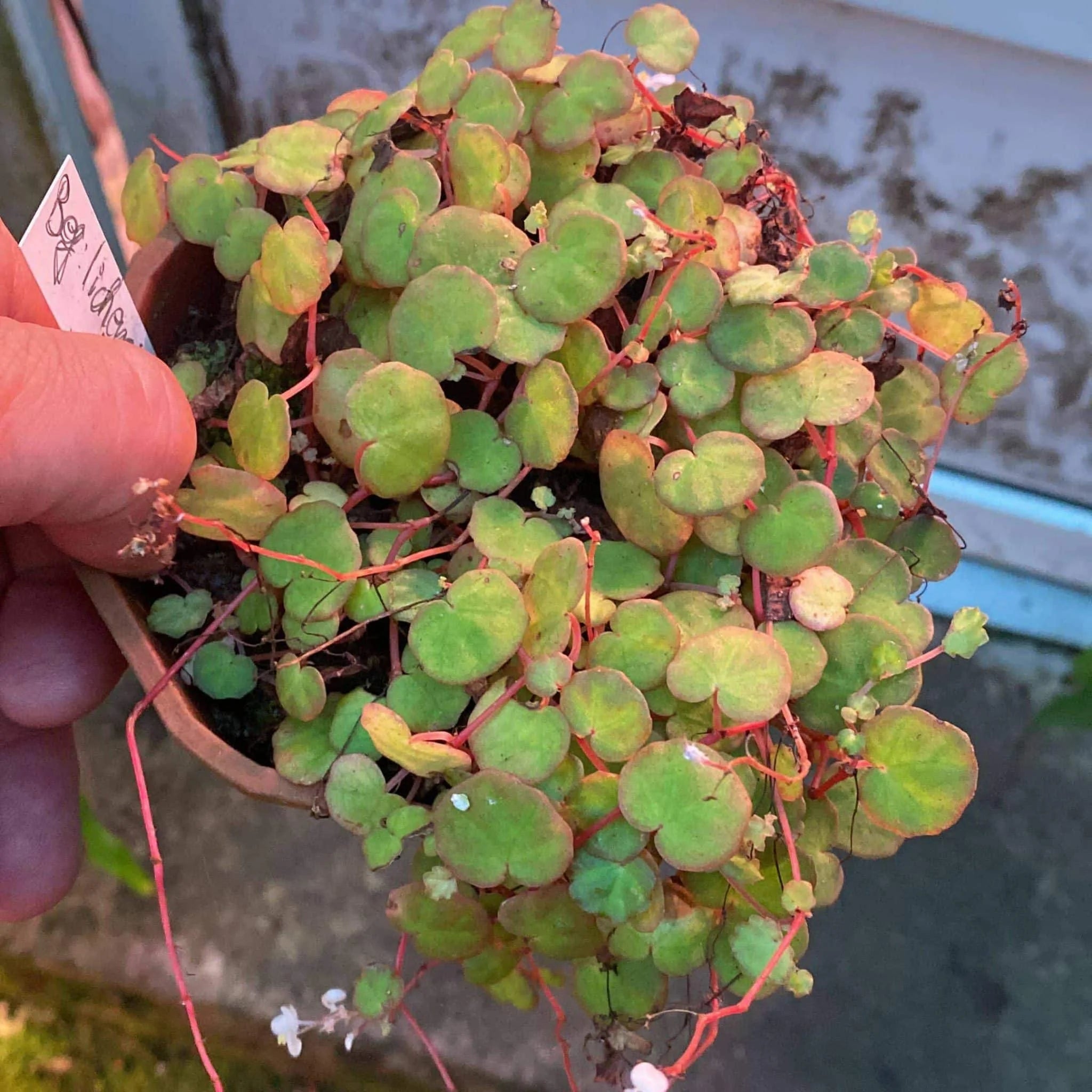 Begonia lichenora 大森食虫植物農園