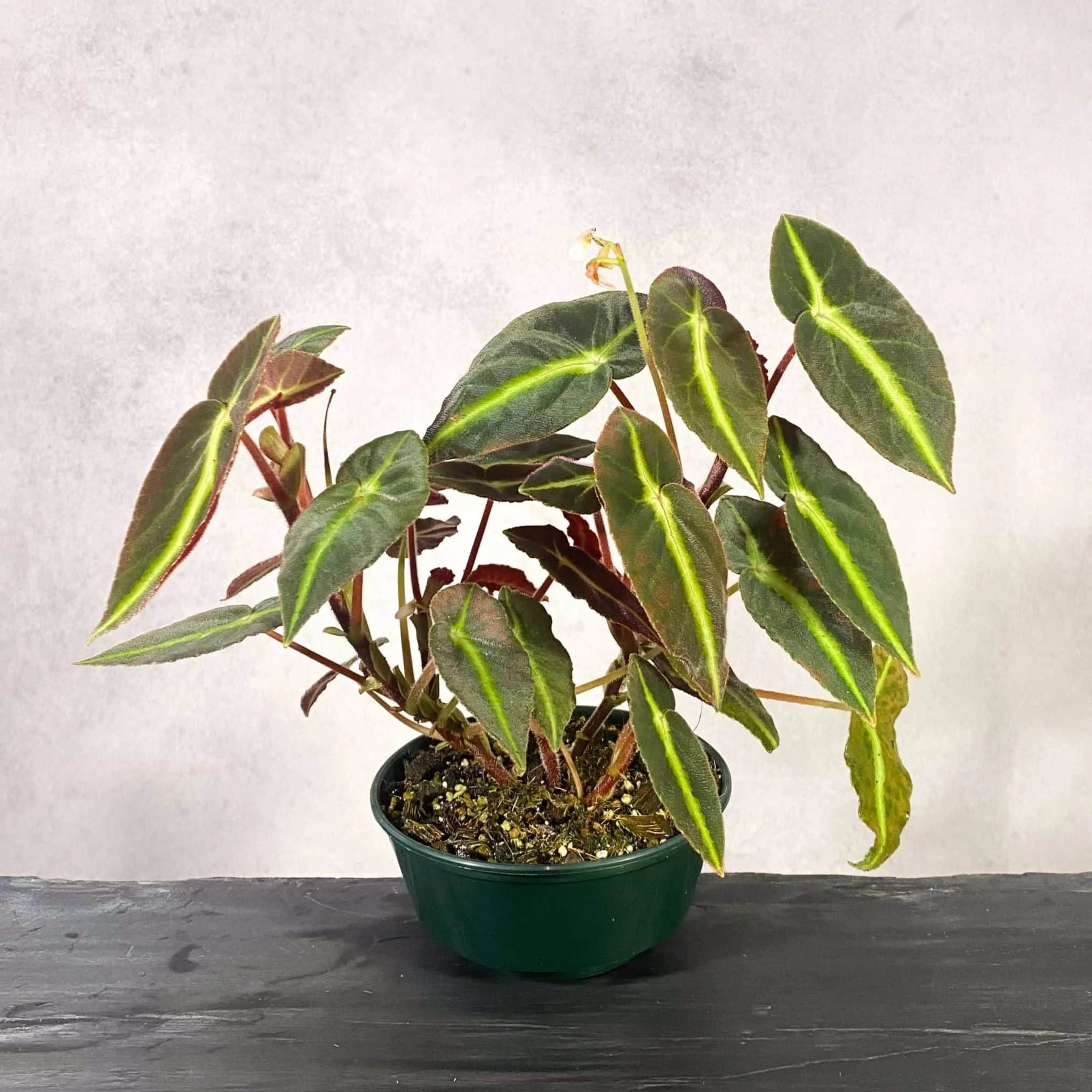 Begonia listada 大森食虫植物農園