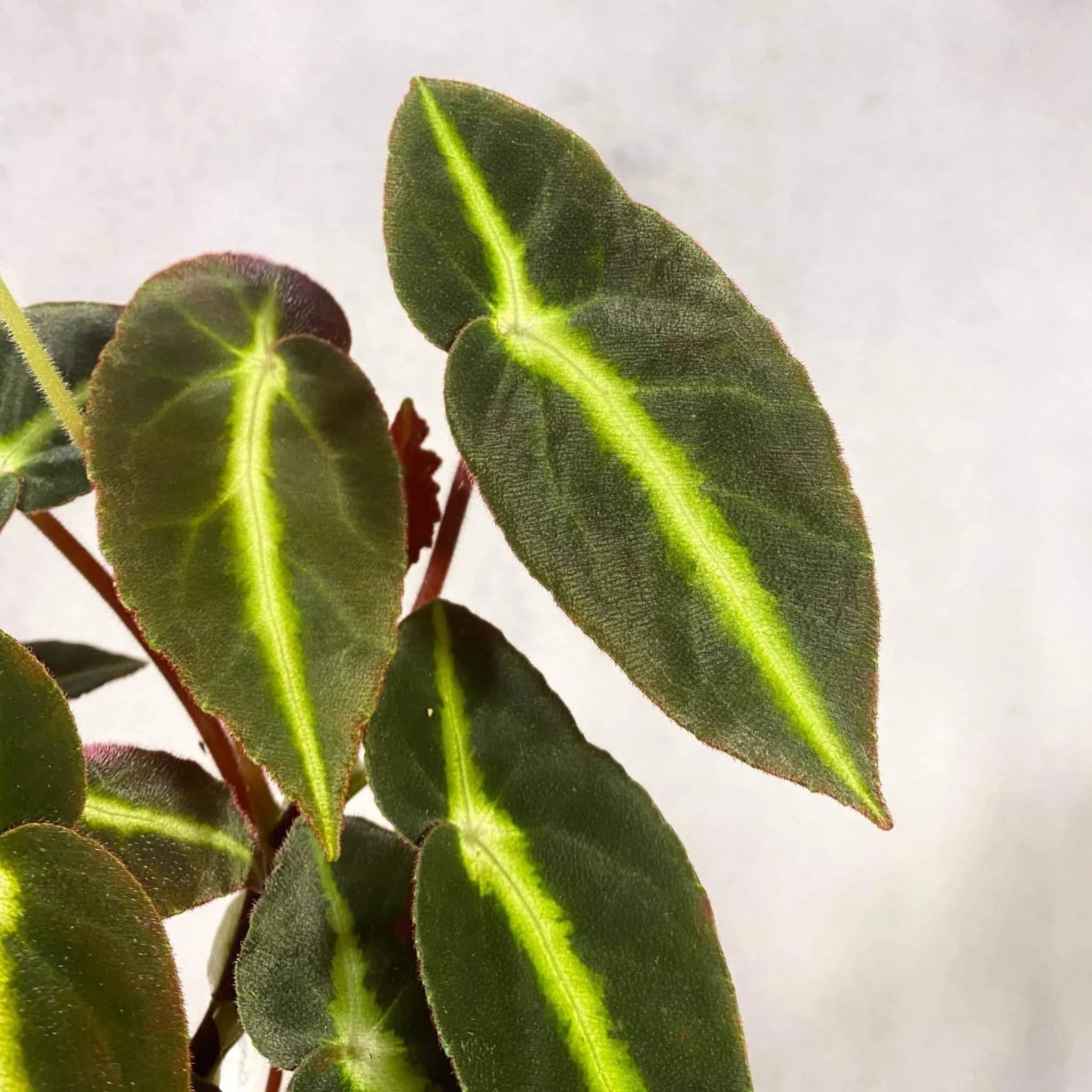 Begonia listada 大森食虫植物農園