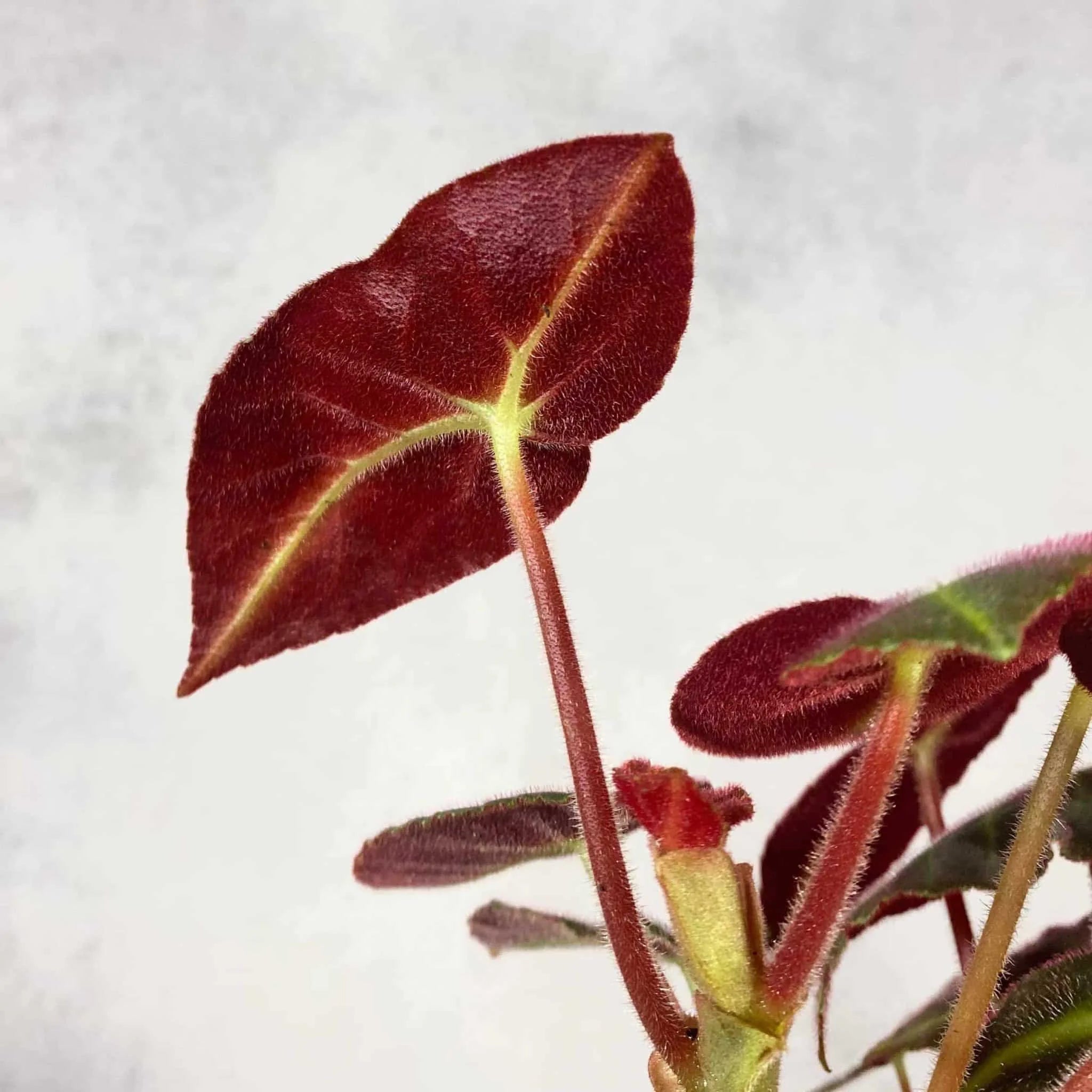 Begonia listada 大森食虫植物農園