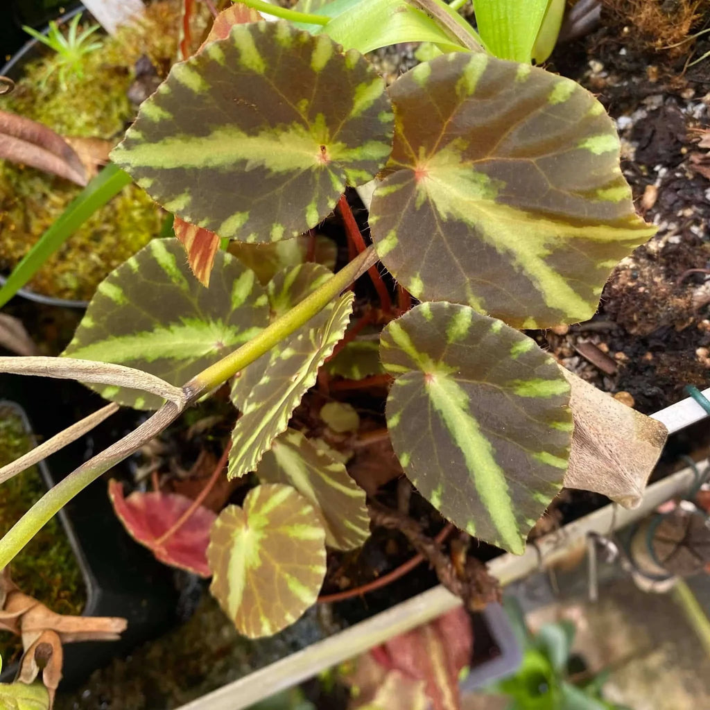 Begonia luzonensis 大森食虫植物農園