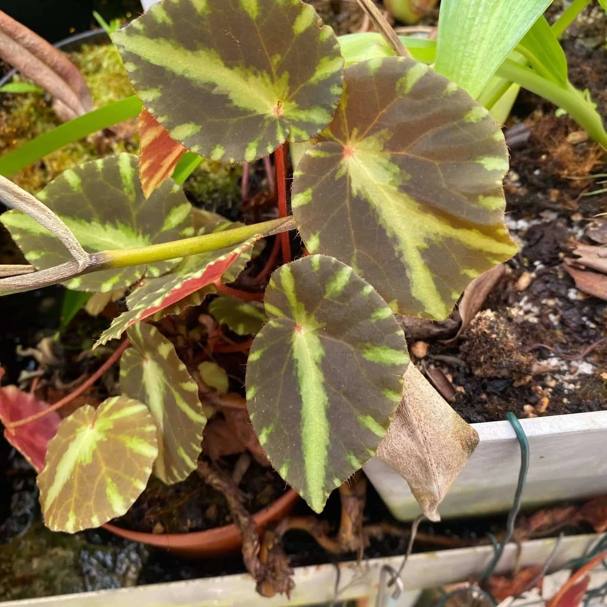Begonia luzonensis 大森食虫植物農園