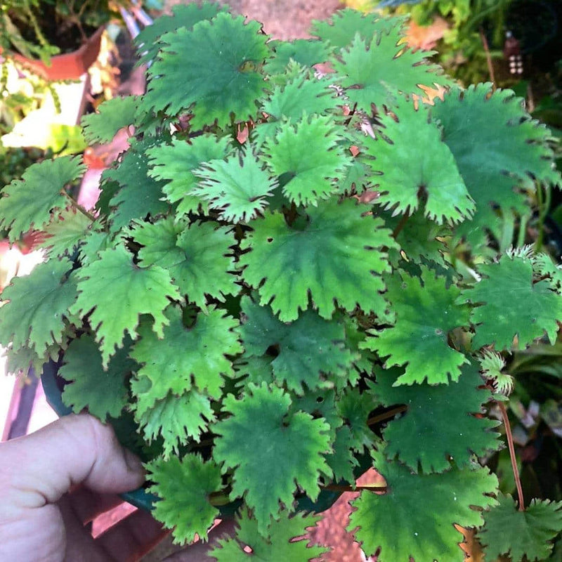 Begonia lyalii var. masoalensis 大森食虫植物農園