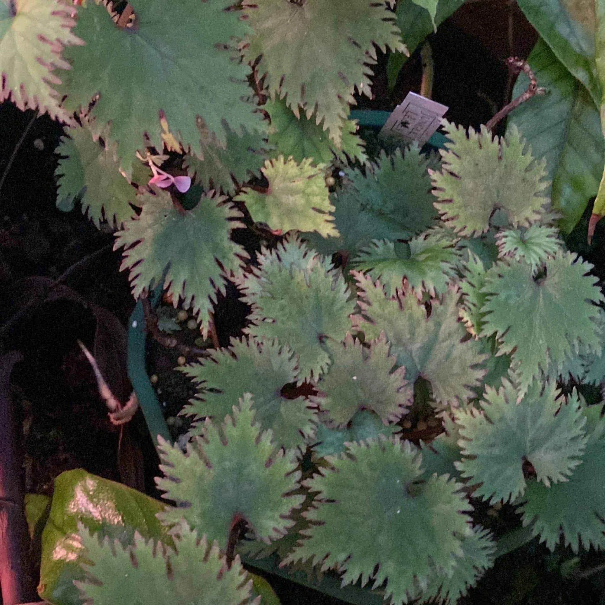 Begonia lyalii var. masoalensis 大森食虫植物農園