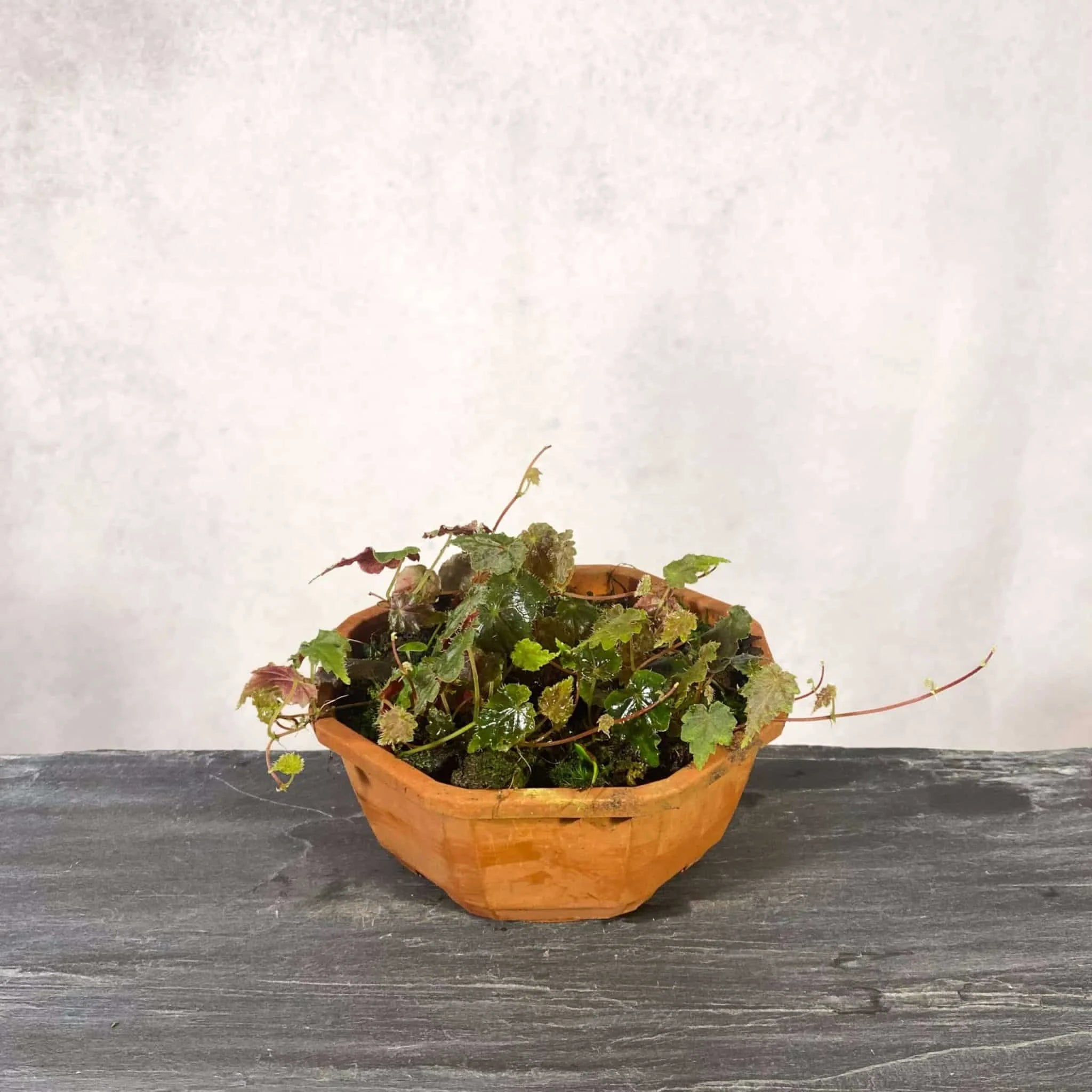 Begonia maurandiae 大森食虫植物農園