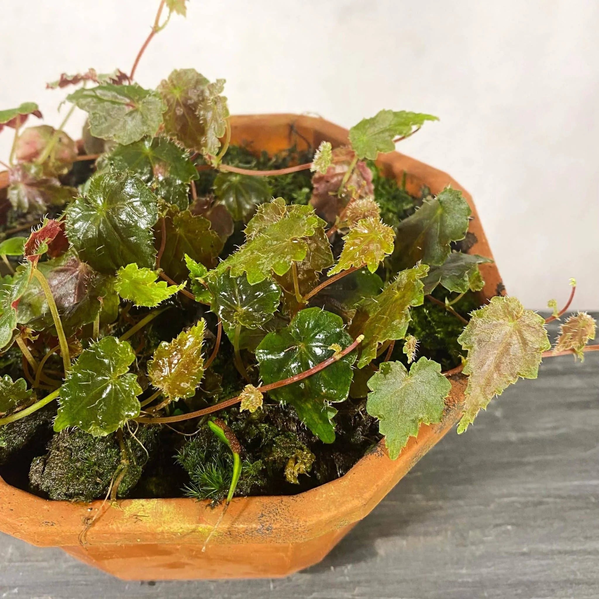 Begonia maurandiae 大森食虫植物農園