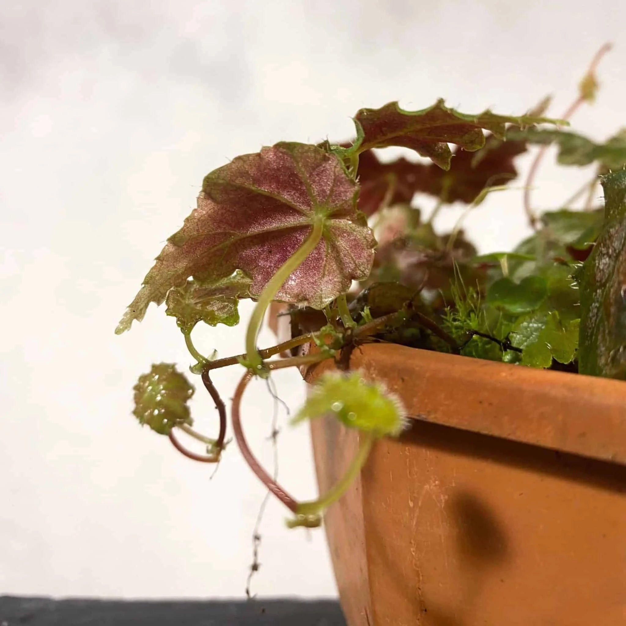 Begonia maurandiae 大森食虫植物農園