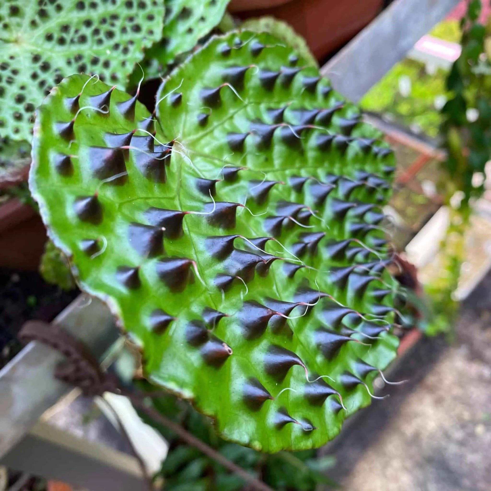 Begonia melanobullata 大森食虫植物農園