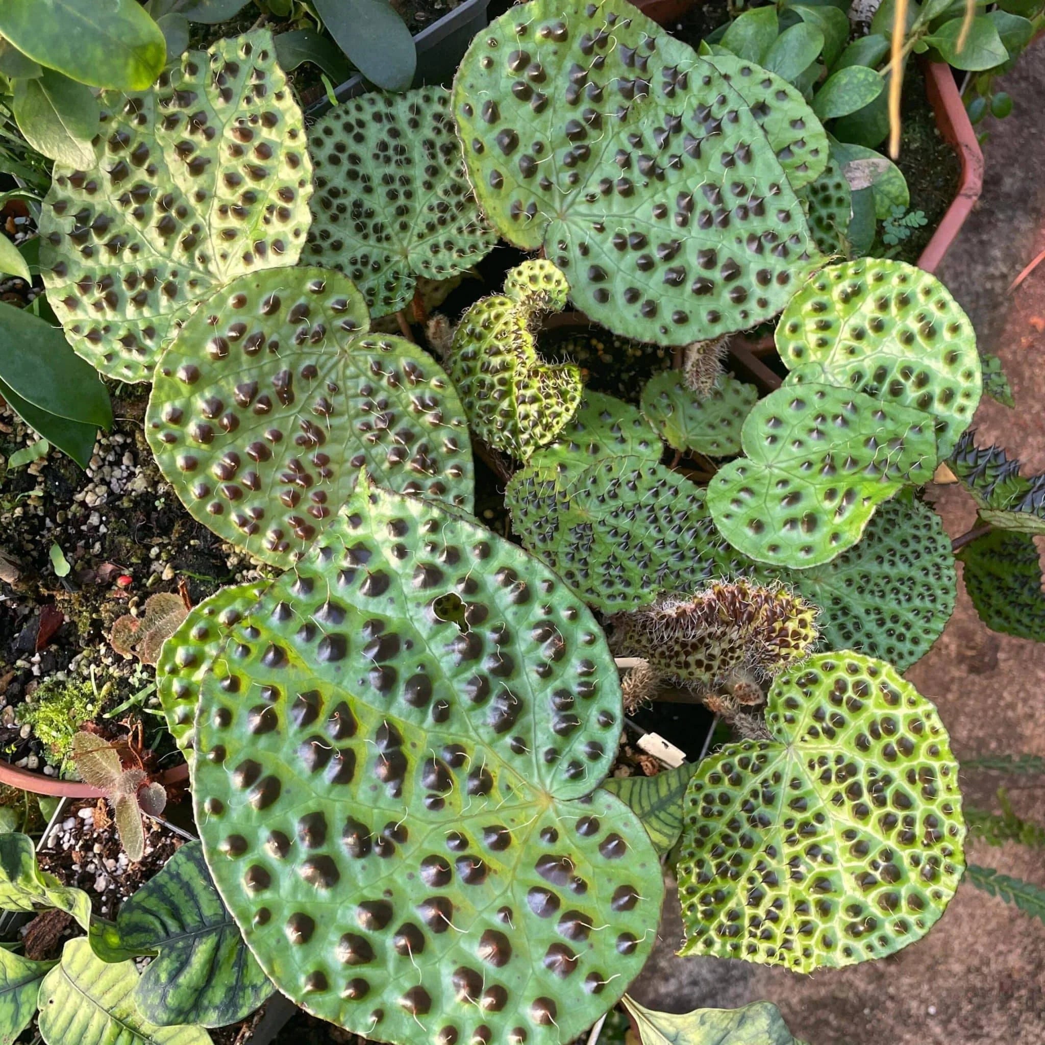 Begonia melanobullata 大森食虫植物農園
