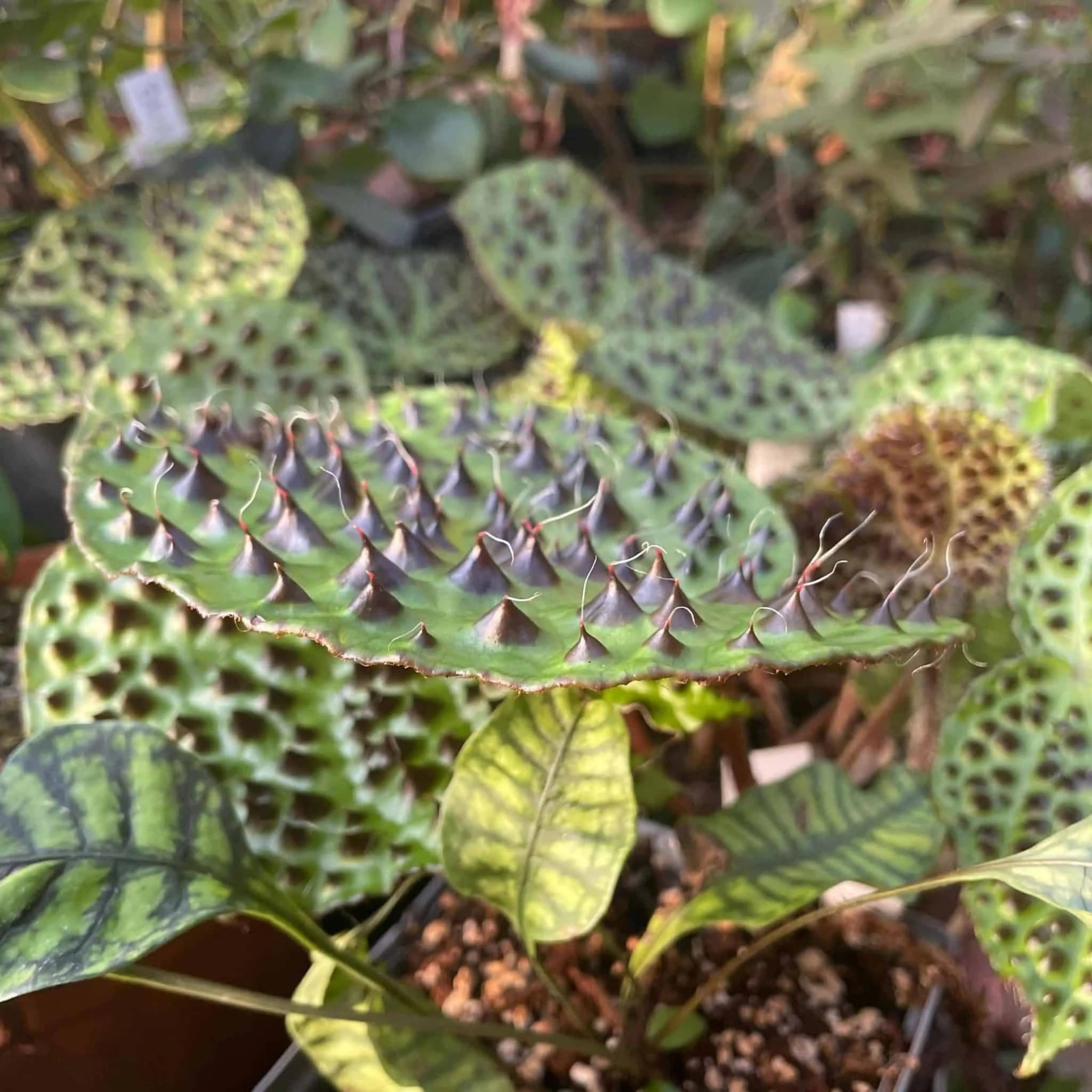 Begonia melanobullata 大森食虫植物農園