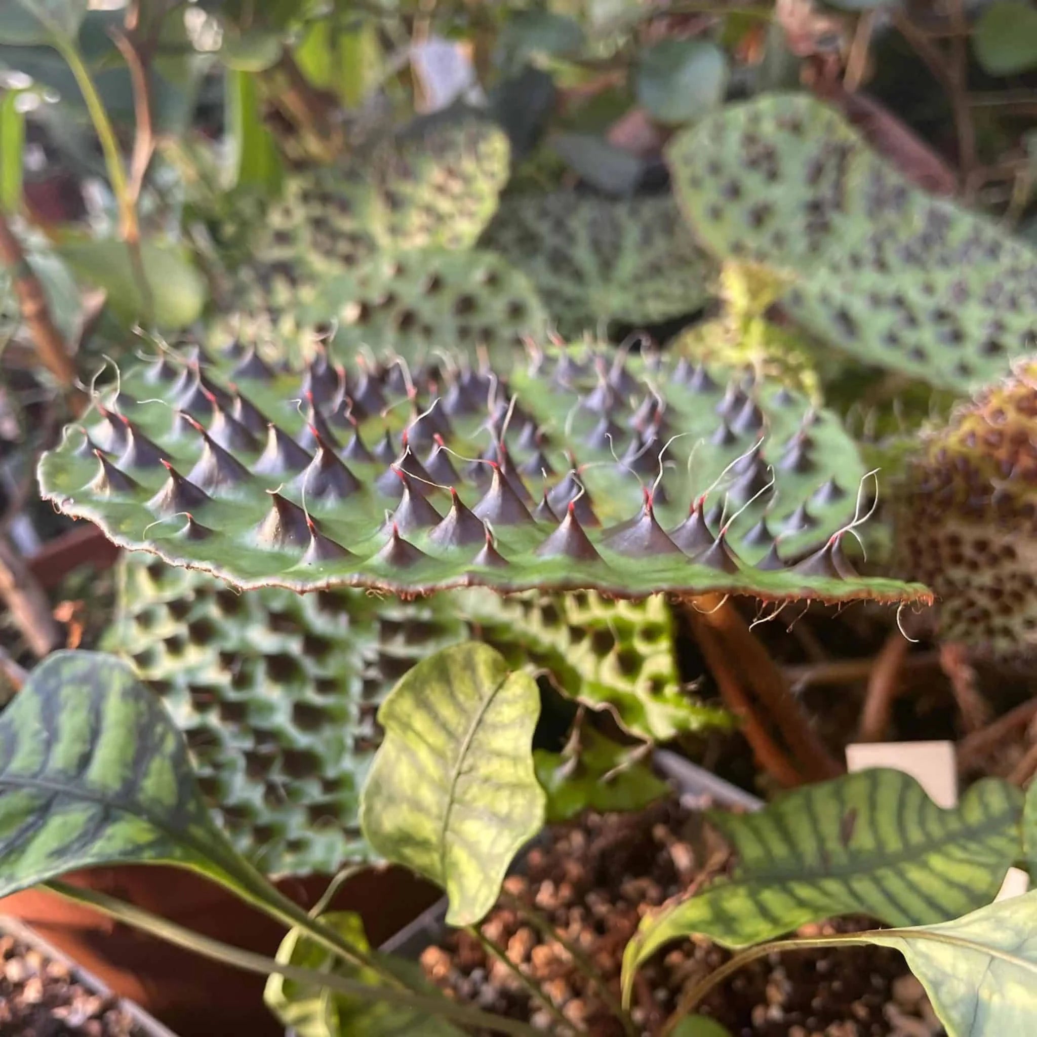 Begonia melanobullata 大森食虫植物農園