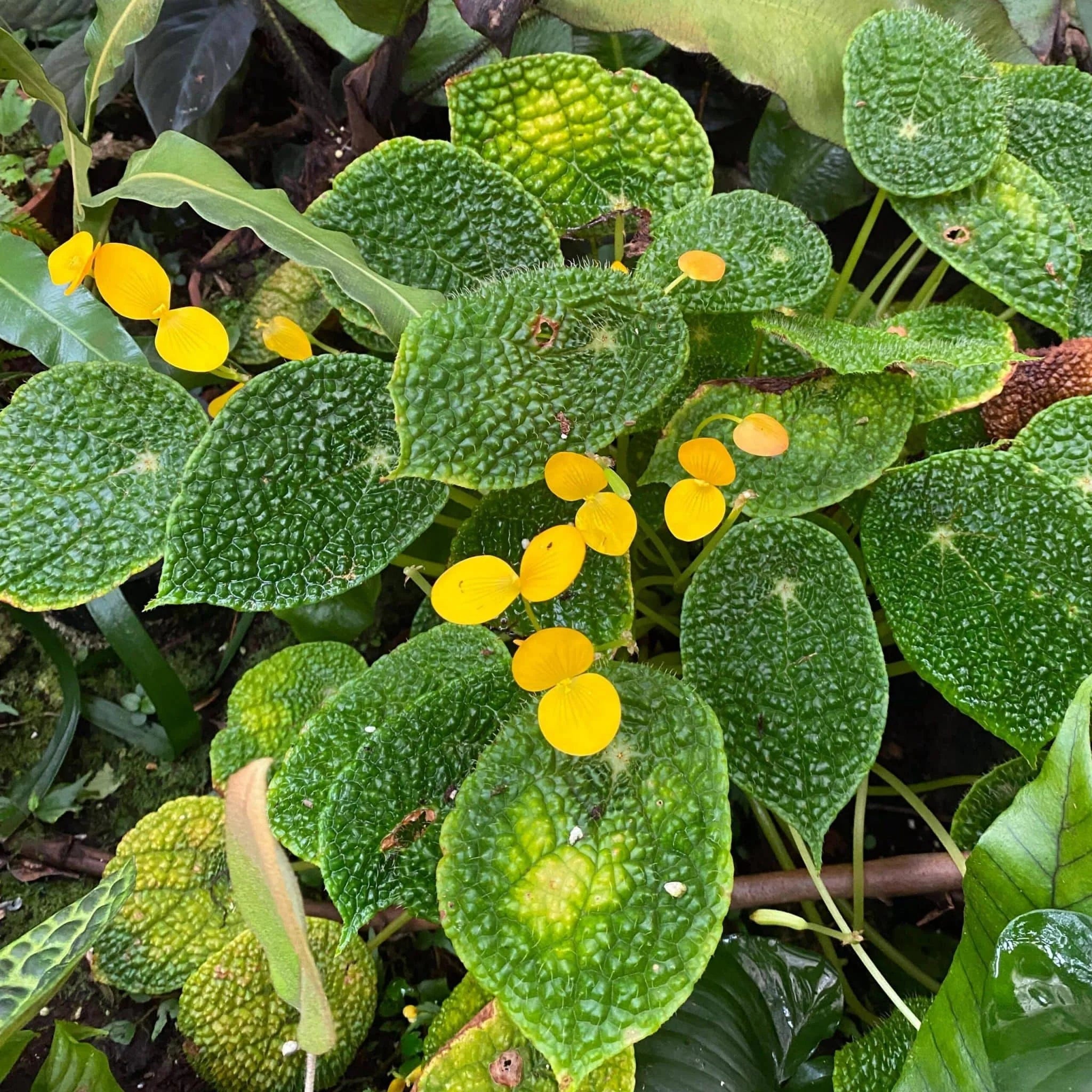 Begonia microsperma 大森食虫植物農園