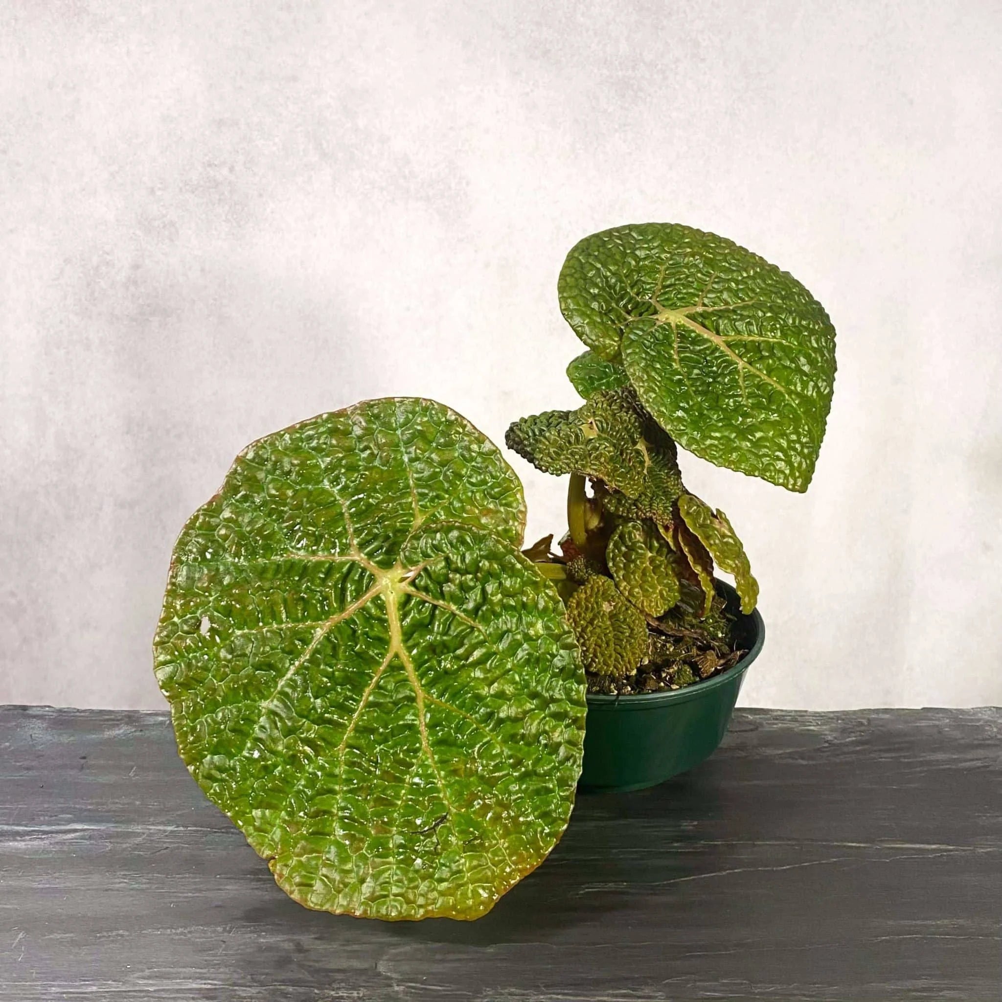 Begonia moyesii 大森食虫植物農園