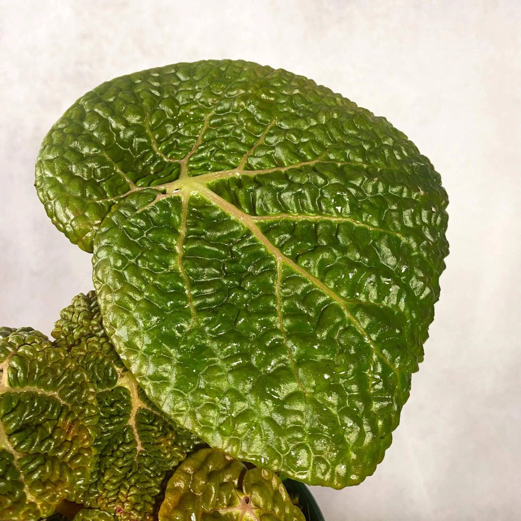 Begonia moyesii 大森食虫植物農園