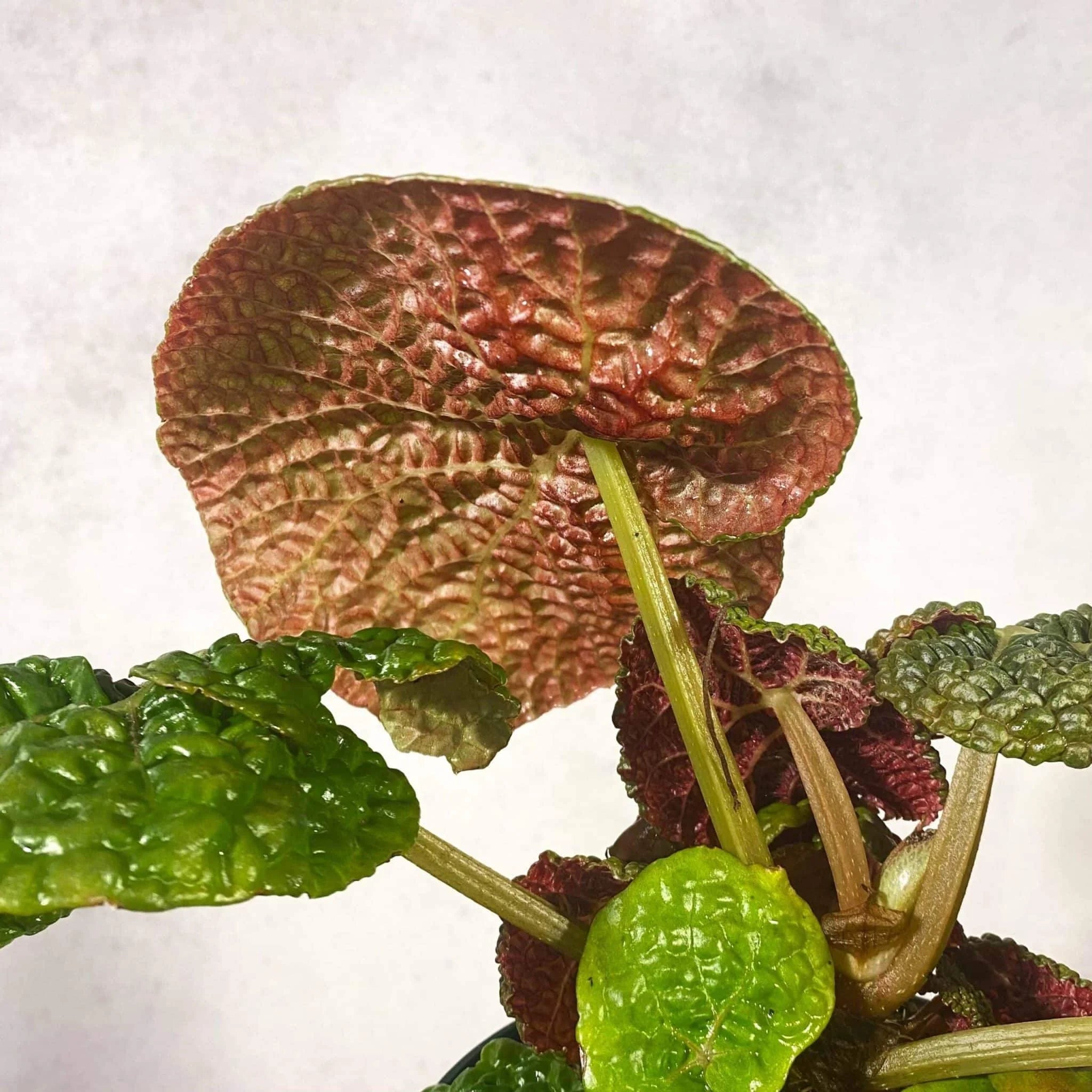 Begonia moyesii 大森食虫植物農園