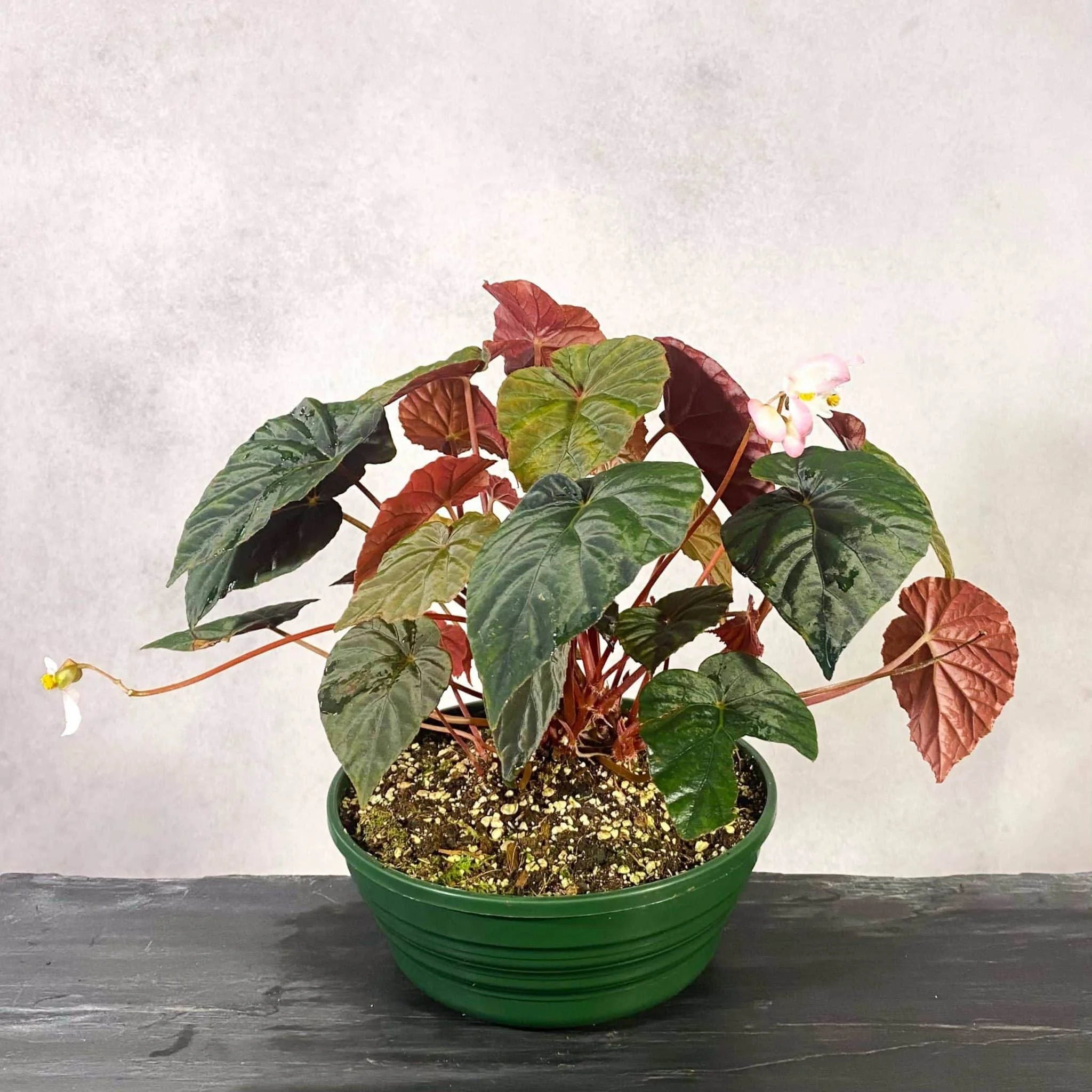 Begonia pavonina „Cyan“ 大森食虫植物農園