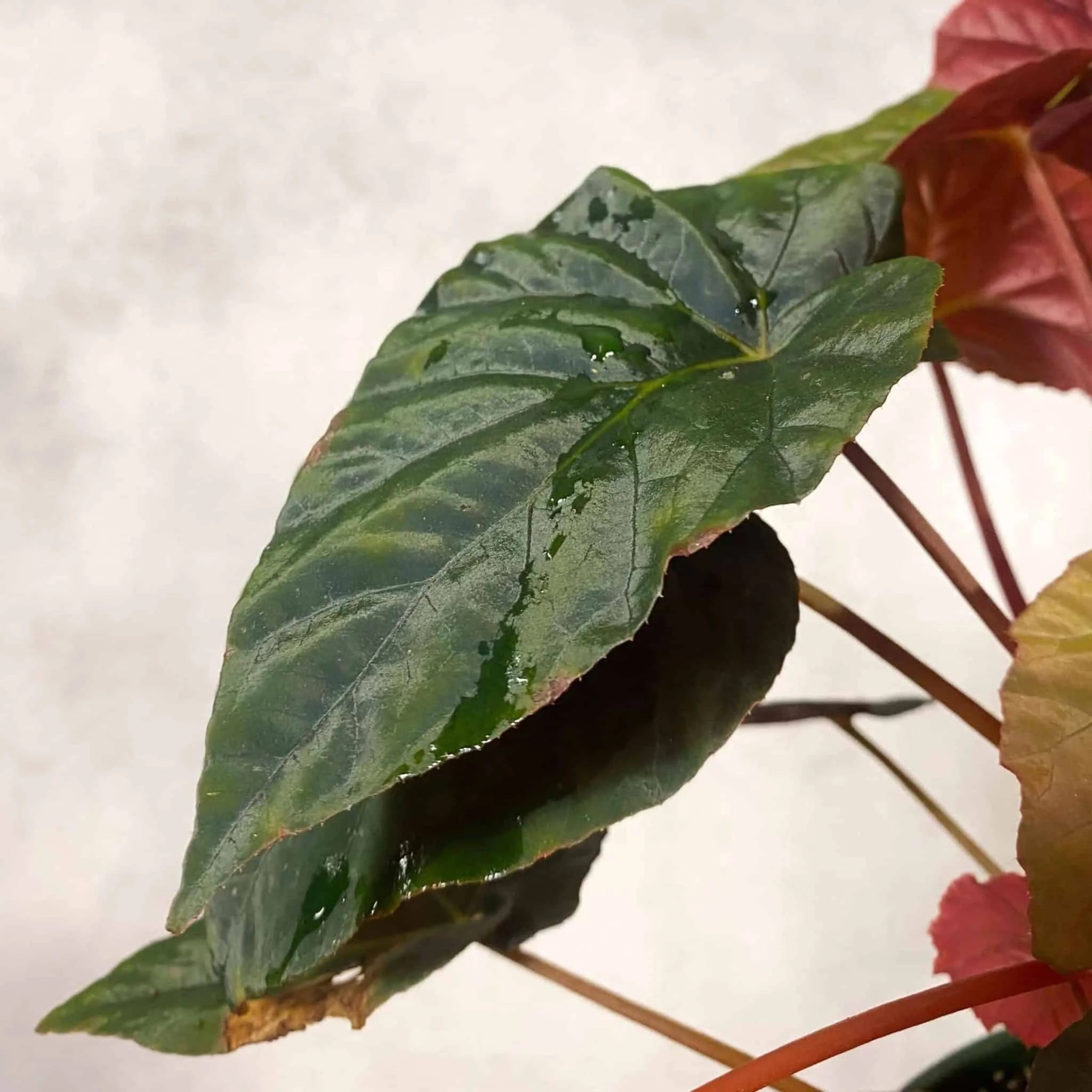 Begonia pavonina „Cyan“ 大森食虫植物農園