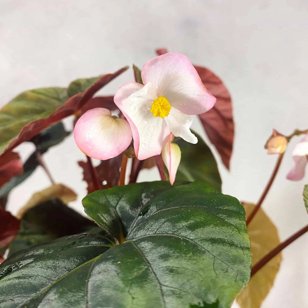 Begonia pavonina „Cyan“ 大森食虫植物農園