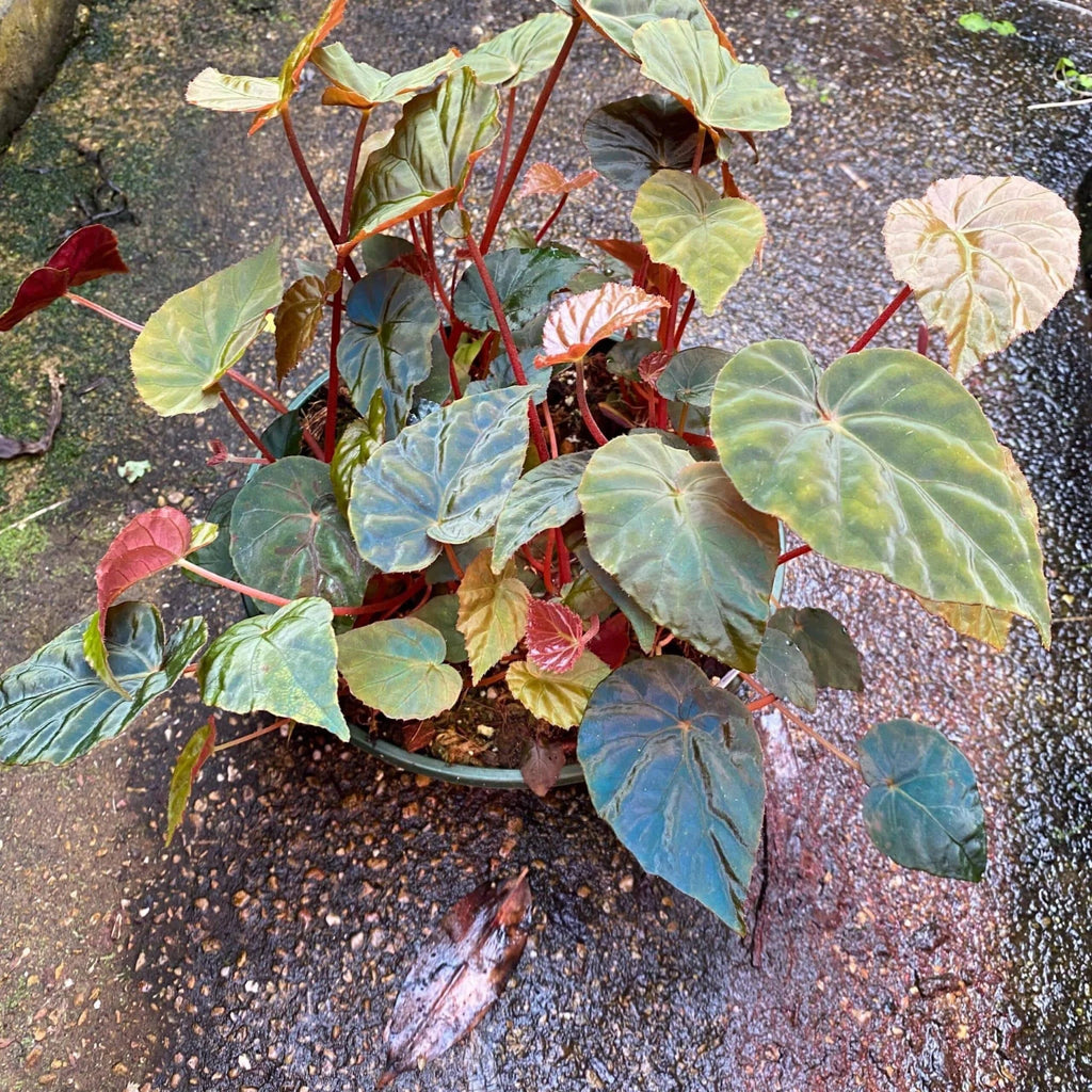 Begonia pavonina „Cyan“ 大森食虫植物農園