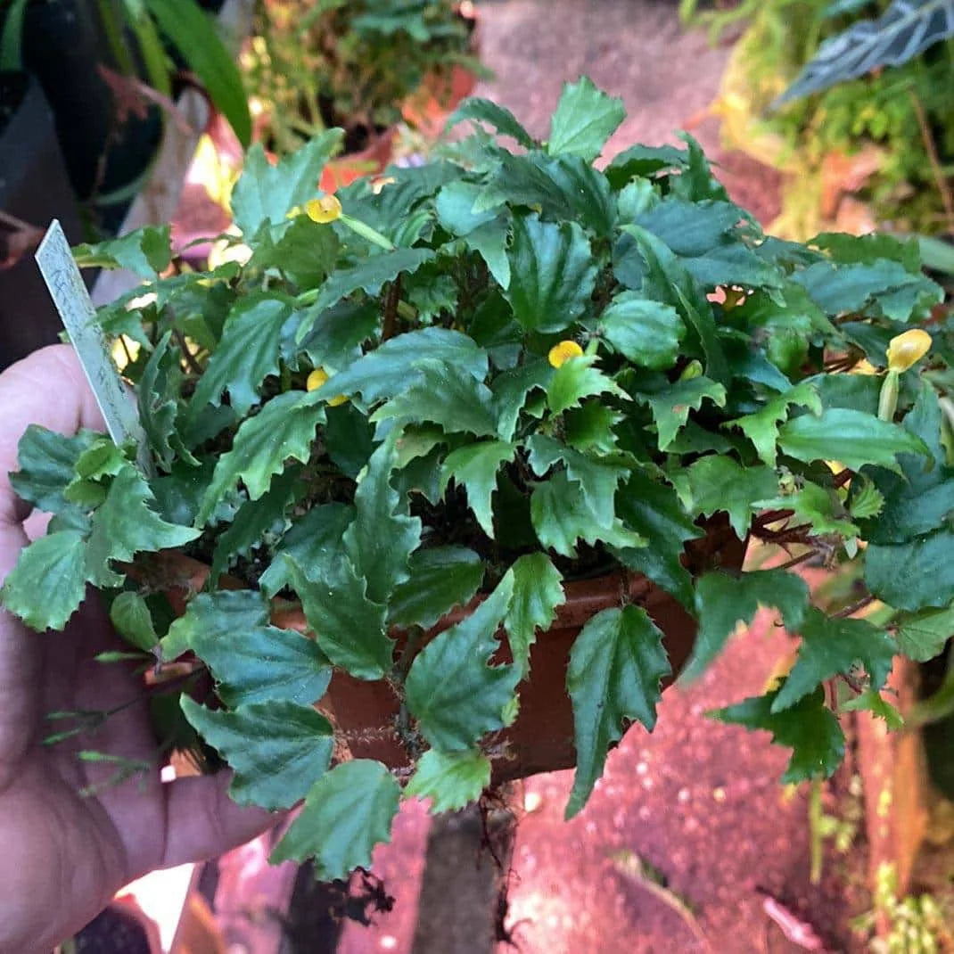 Begonia prismatoscapa 大森食虫植物農園